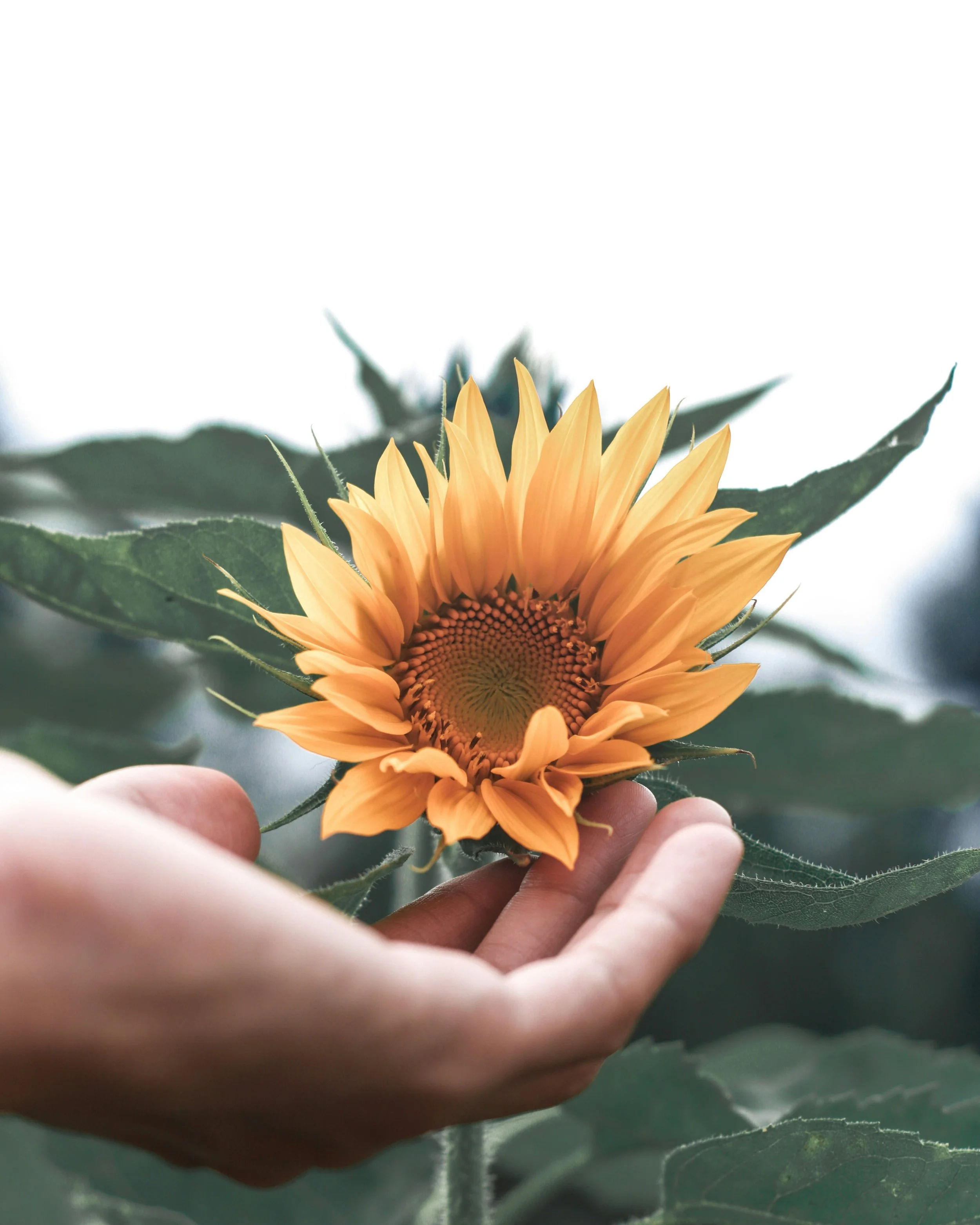 Hand holding a sunflower symbolizing support for families in need