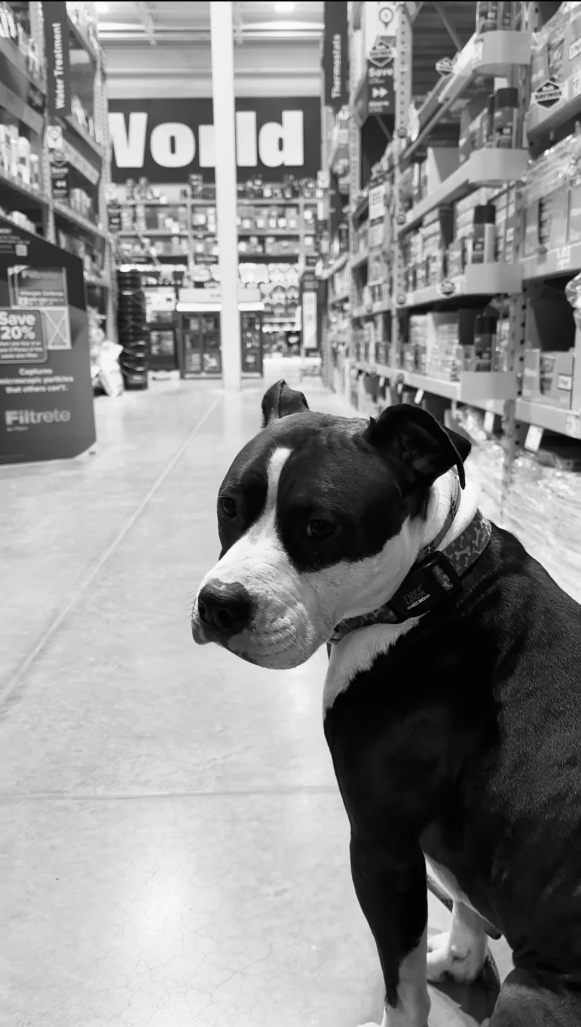 A dog with a black and white coat sitting on a store aisle floor looking back over its shoulder.