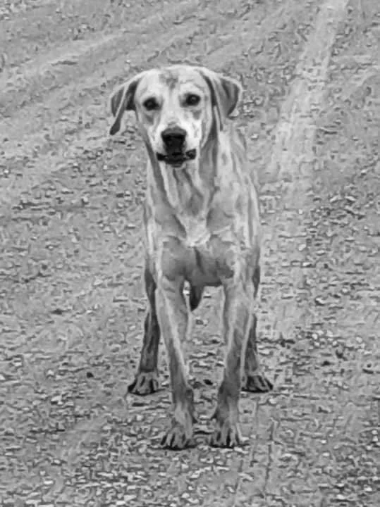 A young dog standing on a dirt ground, looking directly at the camera.