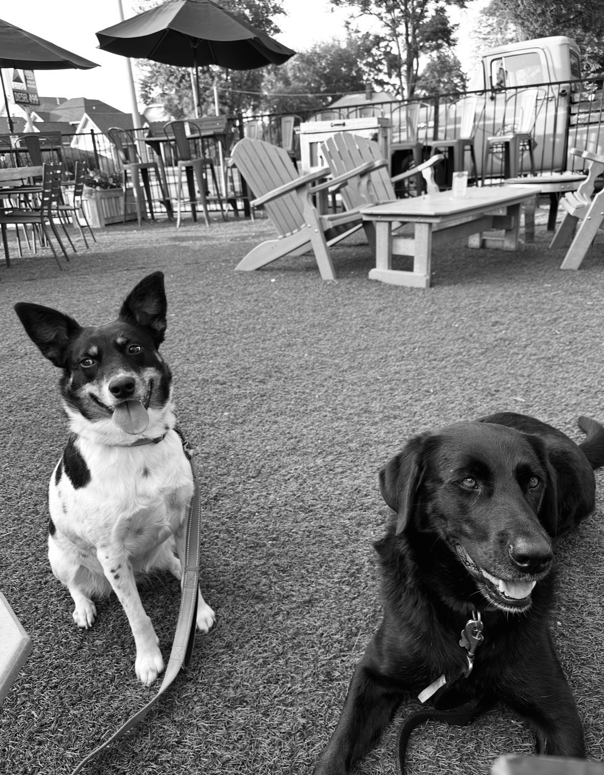 Out‑and‑About Manners Training