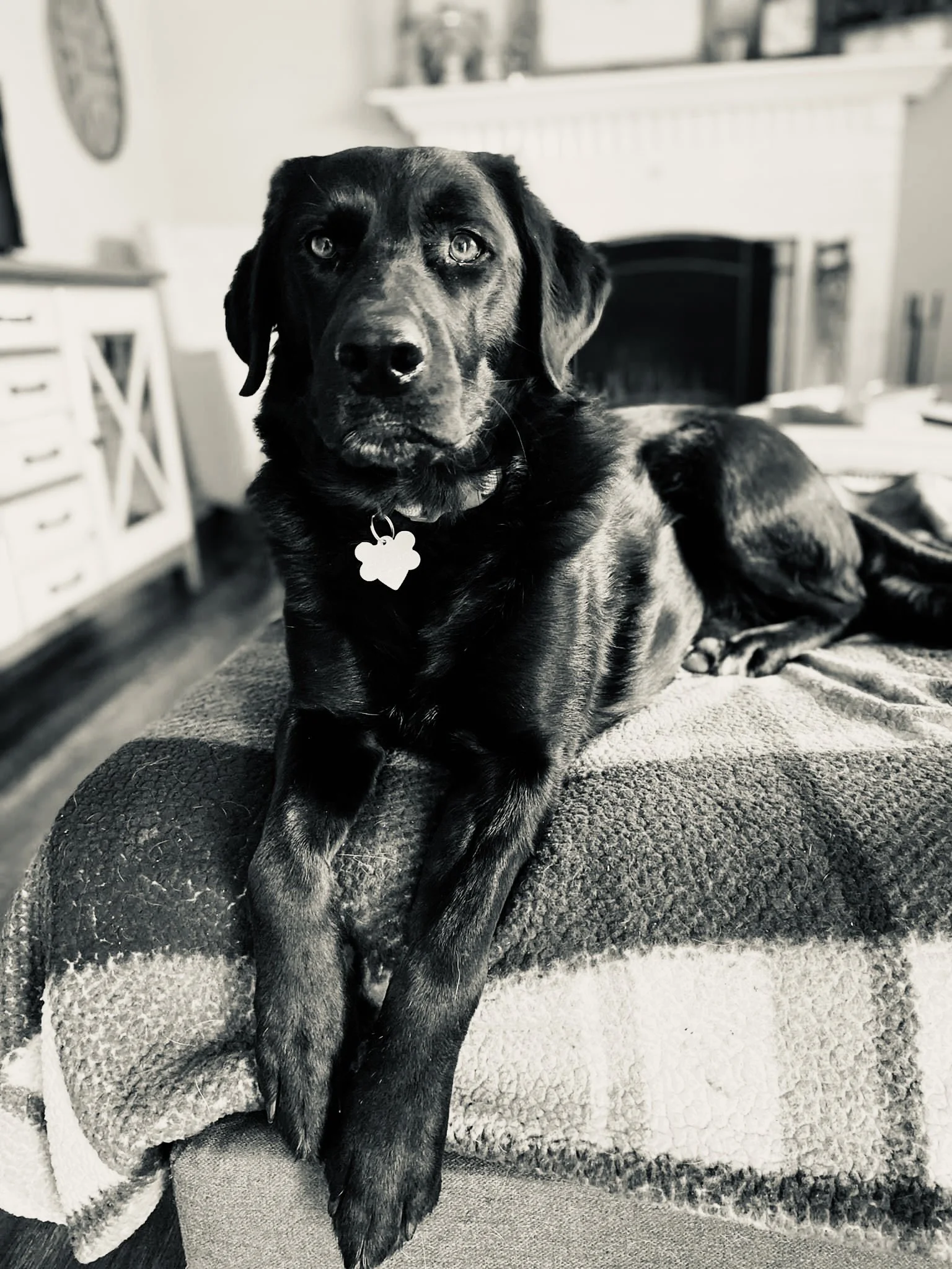A black dog with light eyes lying on a blanket and looking at the camera inside a home.