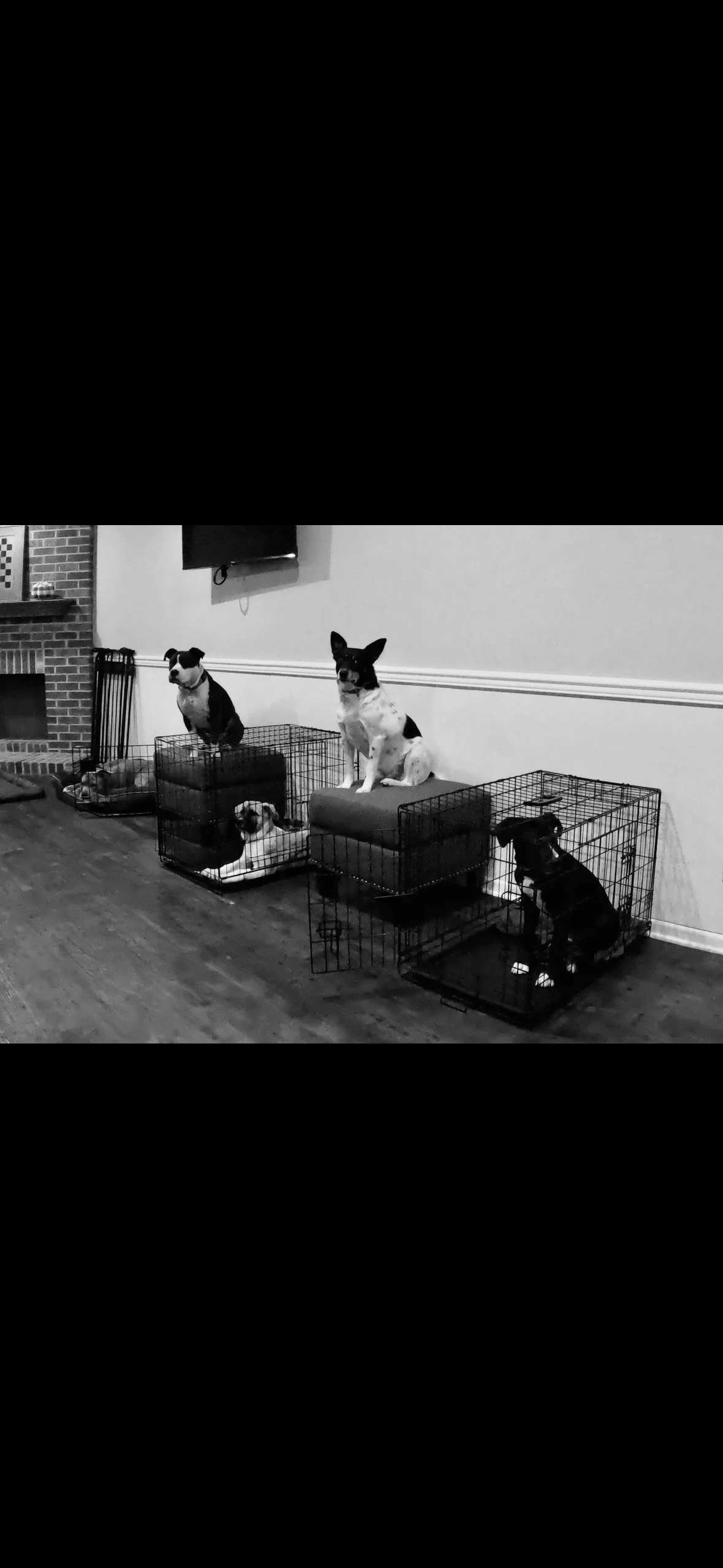 Four dogs sitting or lying in dog crates inside a living room, with a television on the wall and a brick fireplace in the background.