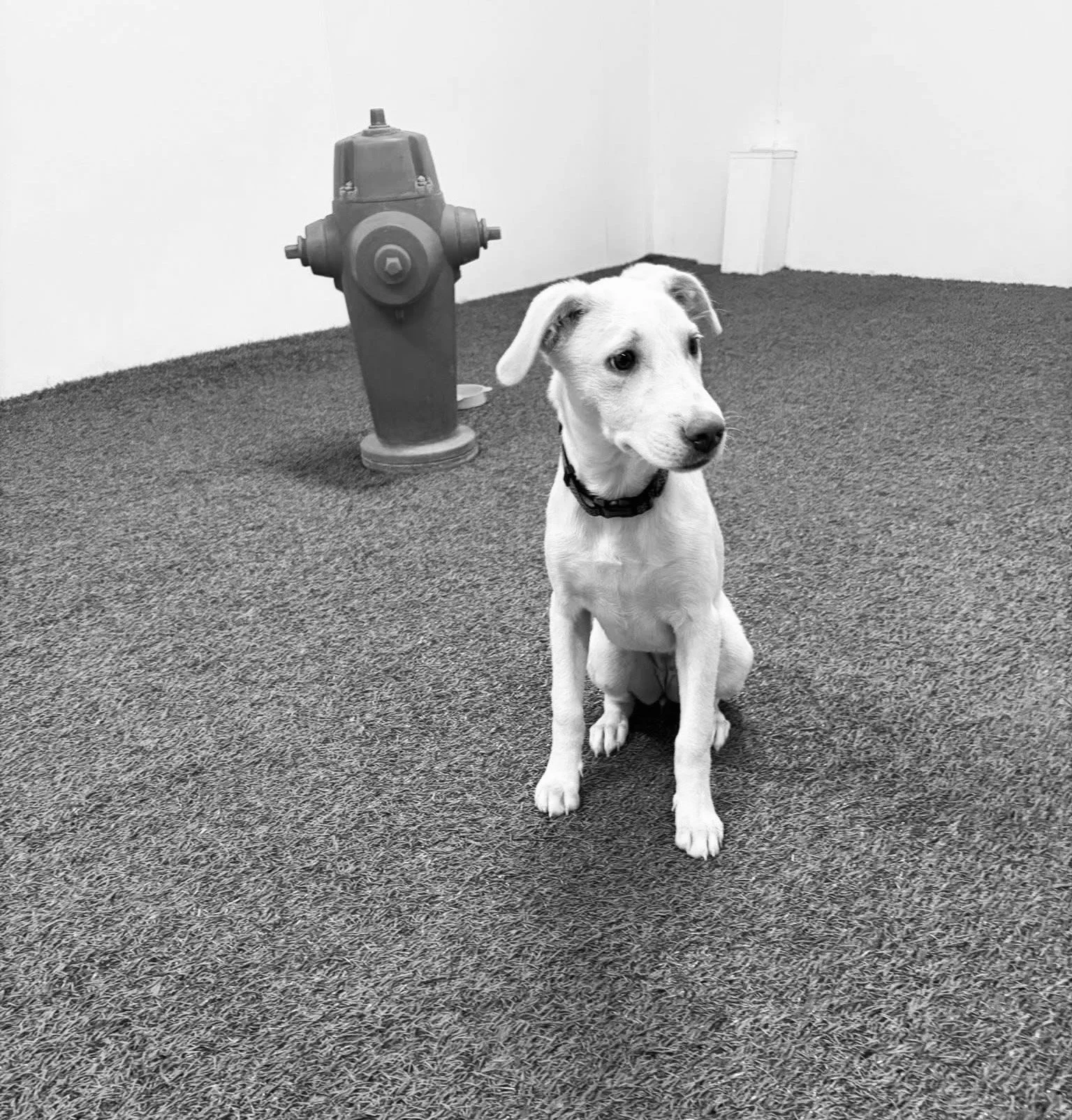 A photo of a young dog sitting on textured carpet indoors, with a fire hydrant in the background.