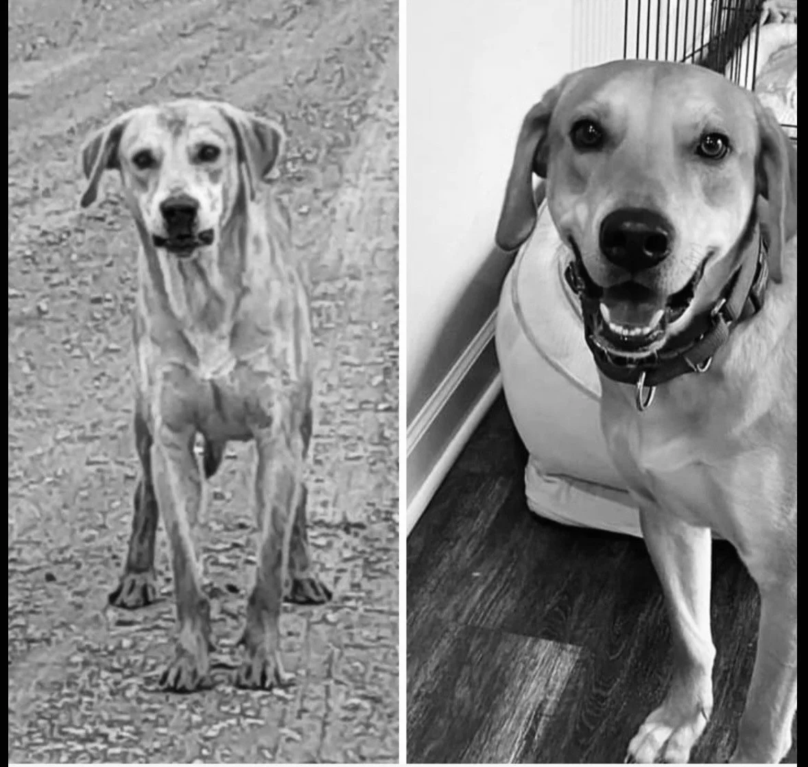 Two side-by-side black and white photos of a happy Labrador Retriever, one taken outdoors on a dirt path, the other indoors near a wall and dog bed.
