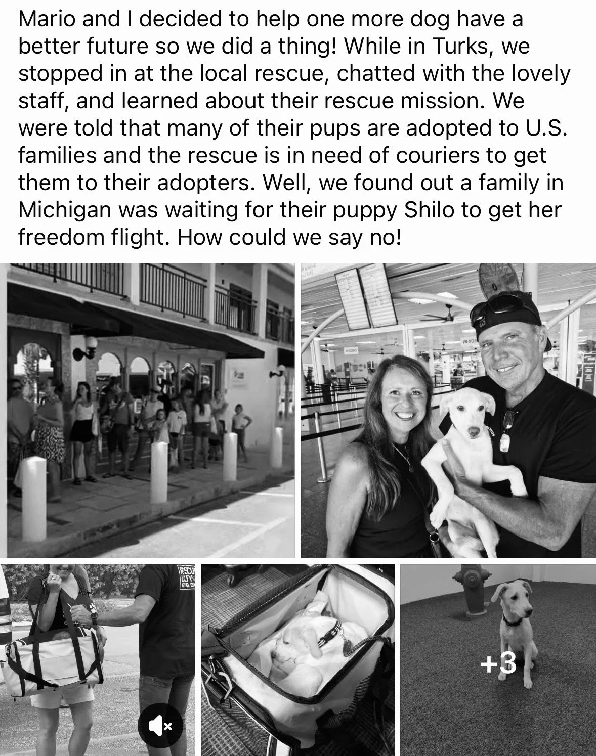 A collage of black-and-white photos with a story about rescuing a puppy. The story describes how the person and Mario helped a family in Michigan to rescue their puppy named Shilo in Turkey, and the images show people at an airport, a woman and man holding a puppy, a puppy inside a carrier, and a puppy walking on a leash.