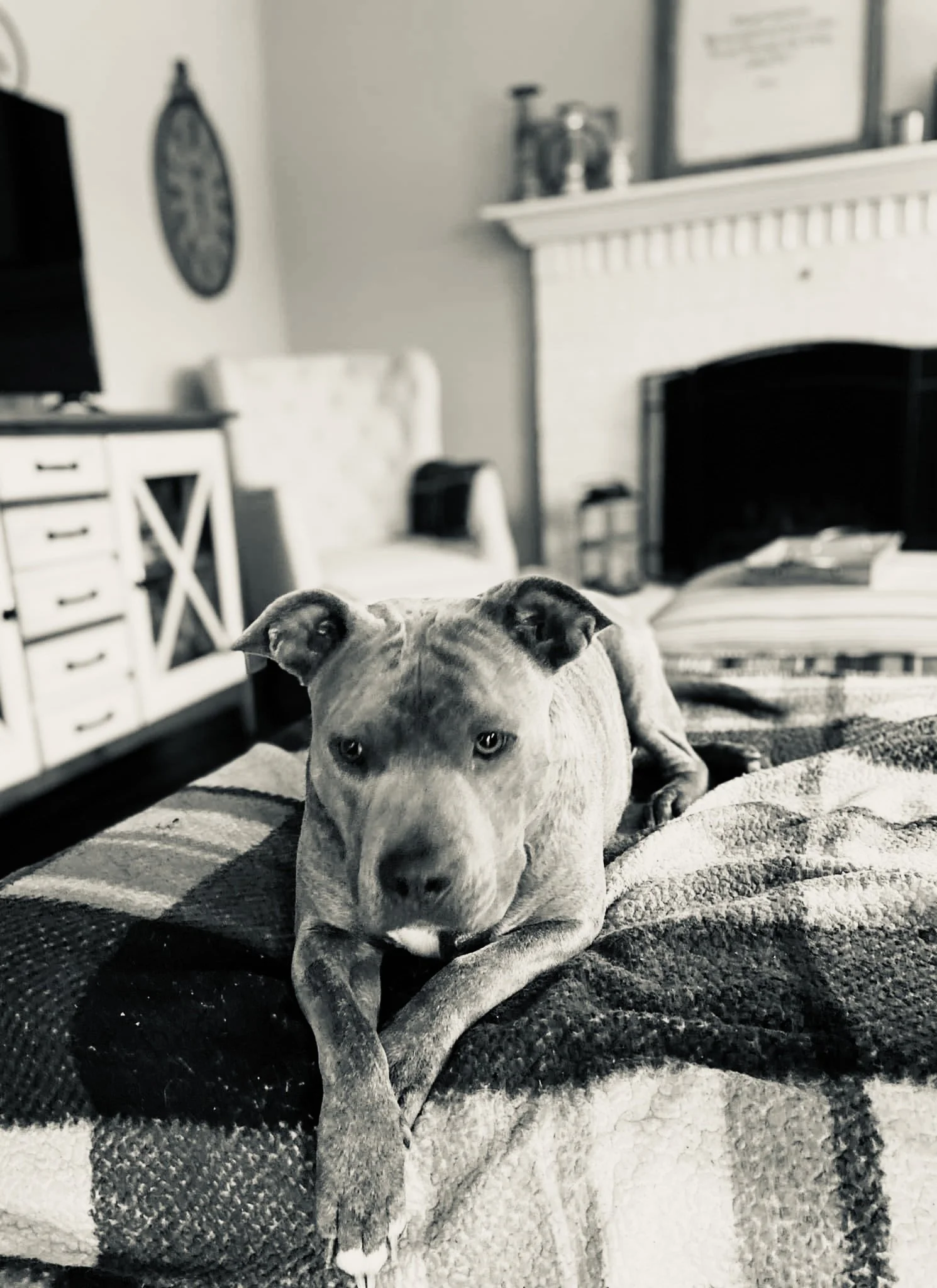 A close-up of a dog lying on a bed, facing the camera, with a living room fireplace, chair, TV, and cabinet in the background.