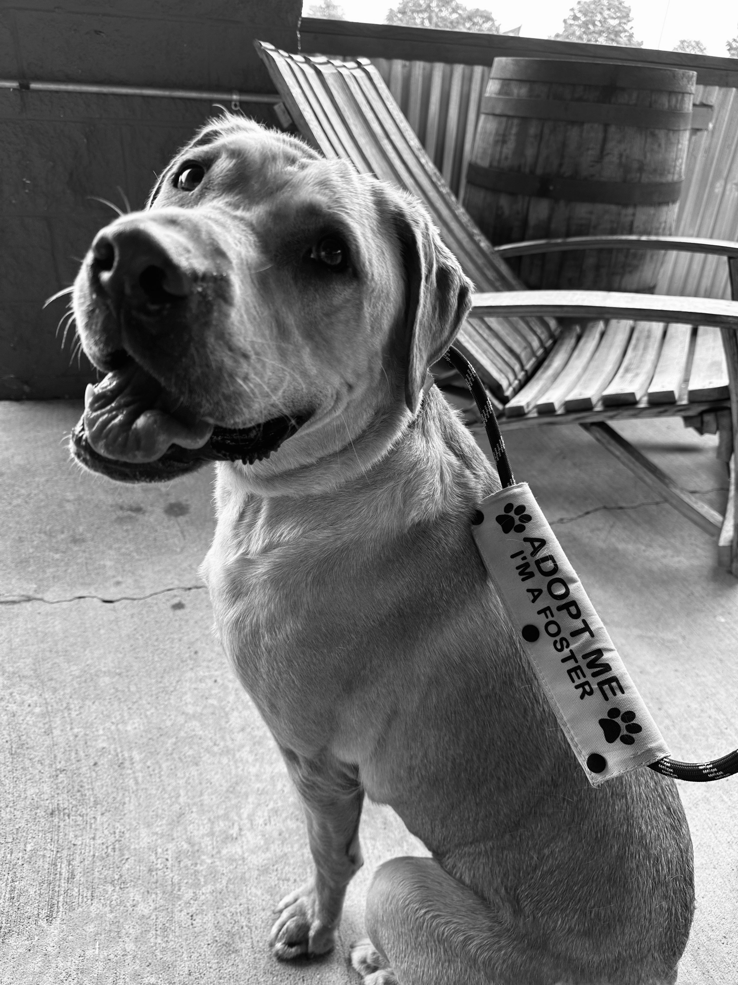 Black and white photo of a happy dog, likely a Labrador Retriever, sitting on a concrete patio. The dog is wearing a collar with a tag that reads, 'Adopt me, I'm a foster,' and has a playful expression with its tongue slightly out. In the background, there are wooden chairs and a barrel.