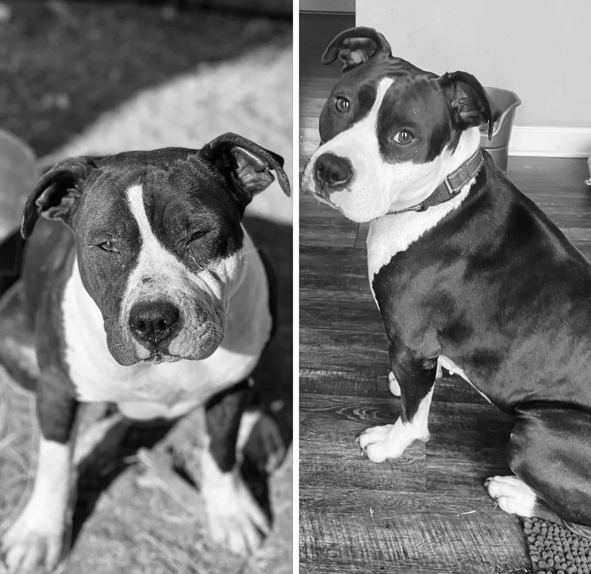 A split-screen photo of two dogs, one on each side. The dog on the left is a black and white pitbull mix with a one-wink expression, sitting outdoors. The dog on the right is a black and white dog with a black eye patch, sitting indoors on a wooden floor, wearing a collar, and looking at the camera.