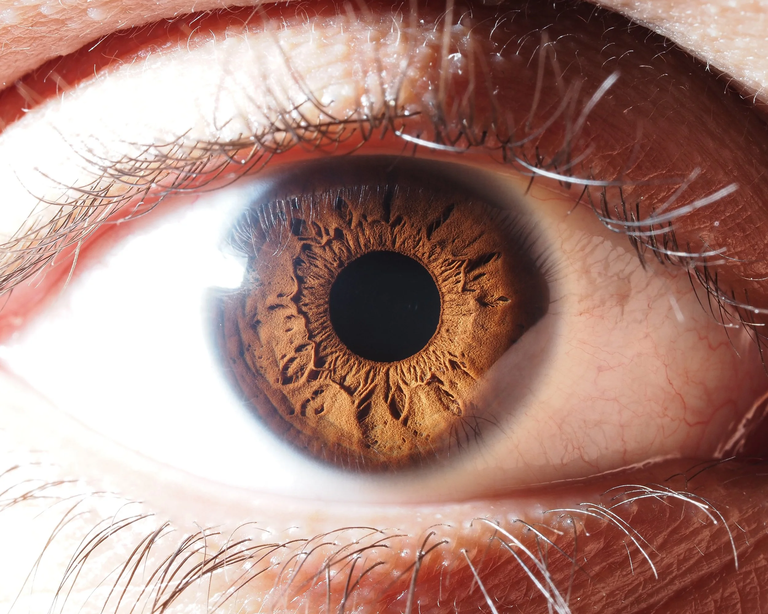A close up picture of an iris
