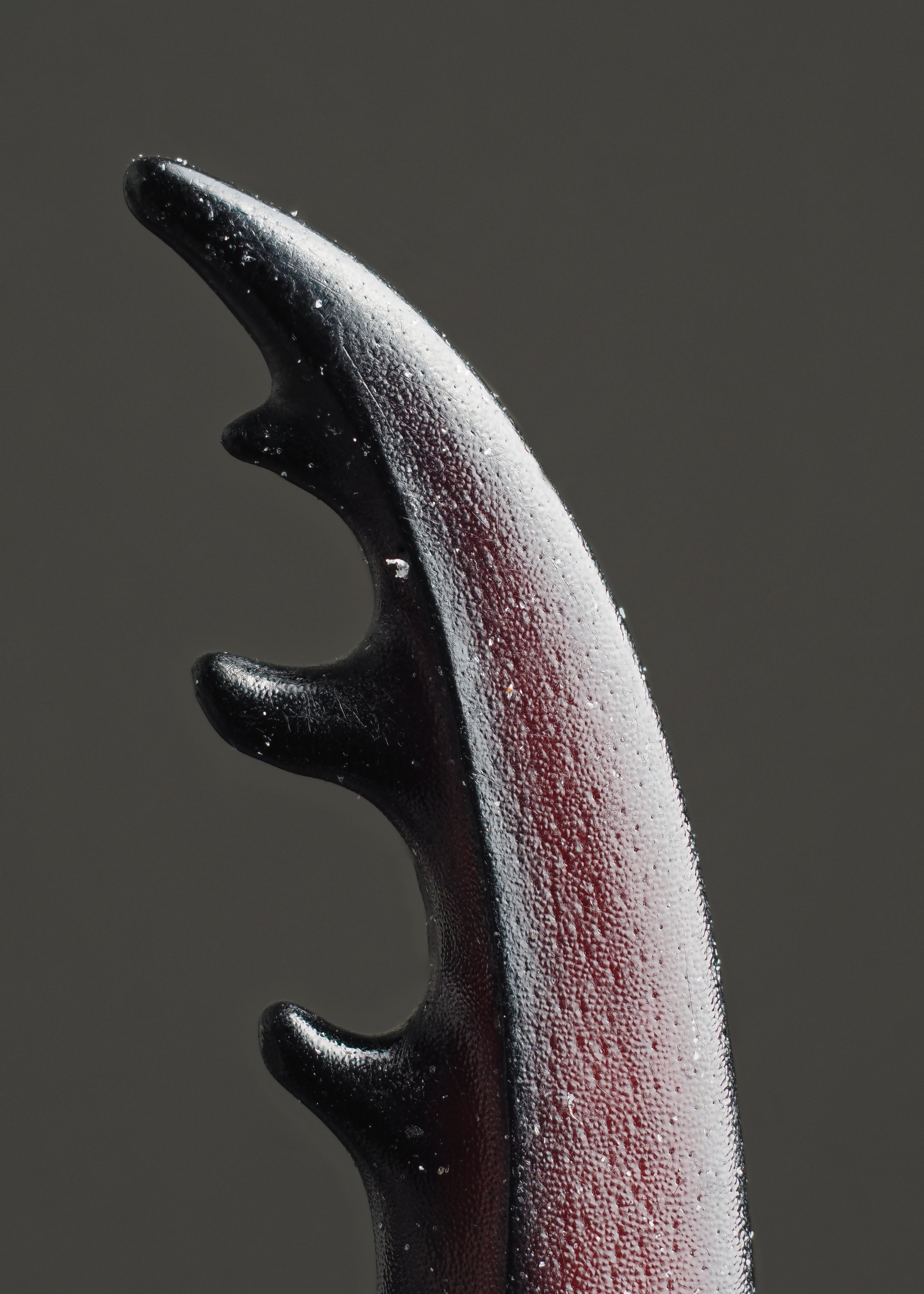 Close-up of a black claw with a textured surface and small water droplets, set against a dark background.