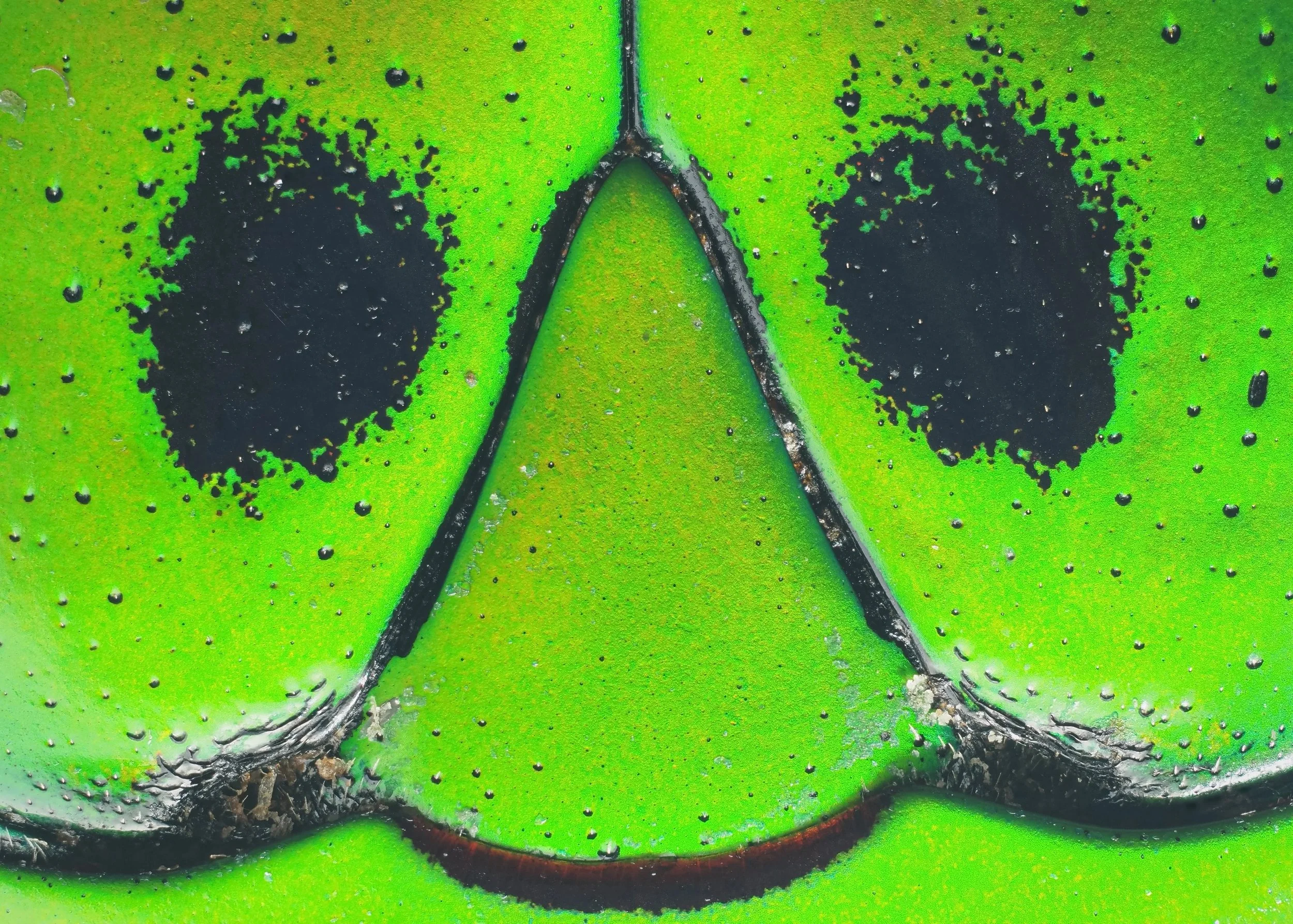 A magnified picture of a bug