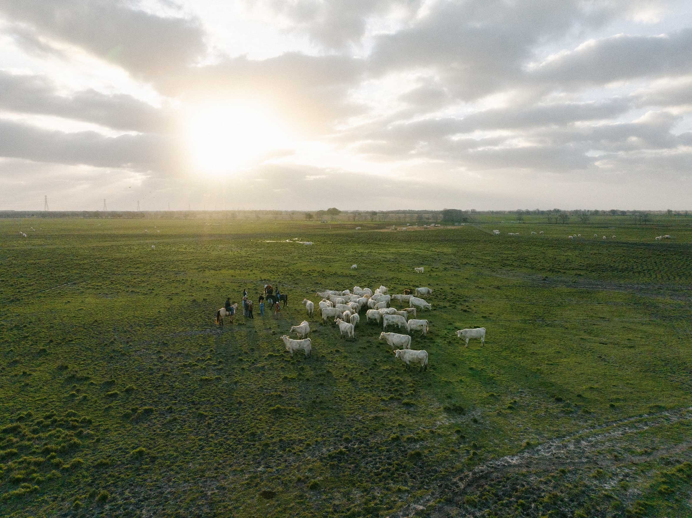 aerial view of cattle grazing in a large open pasture at sunset