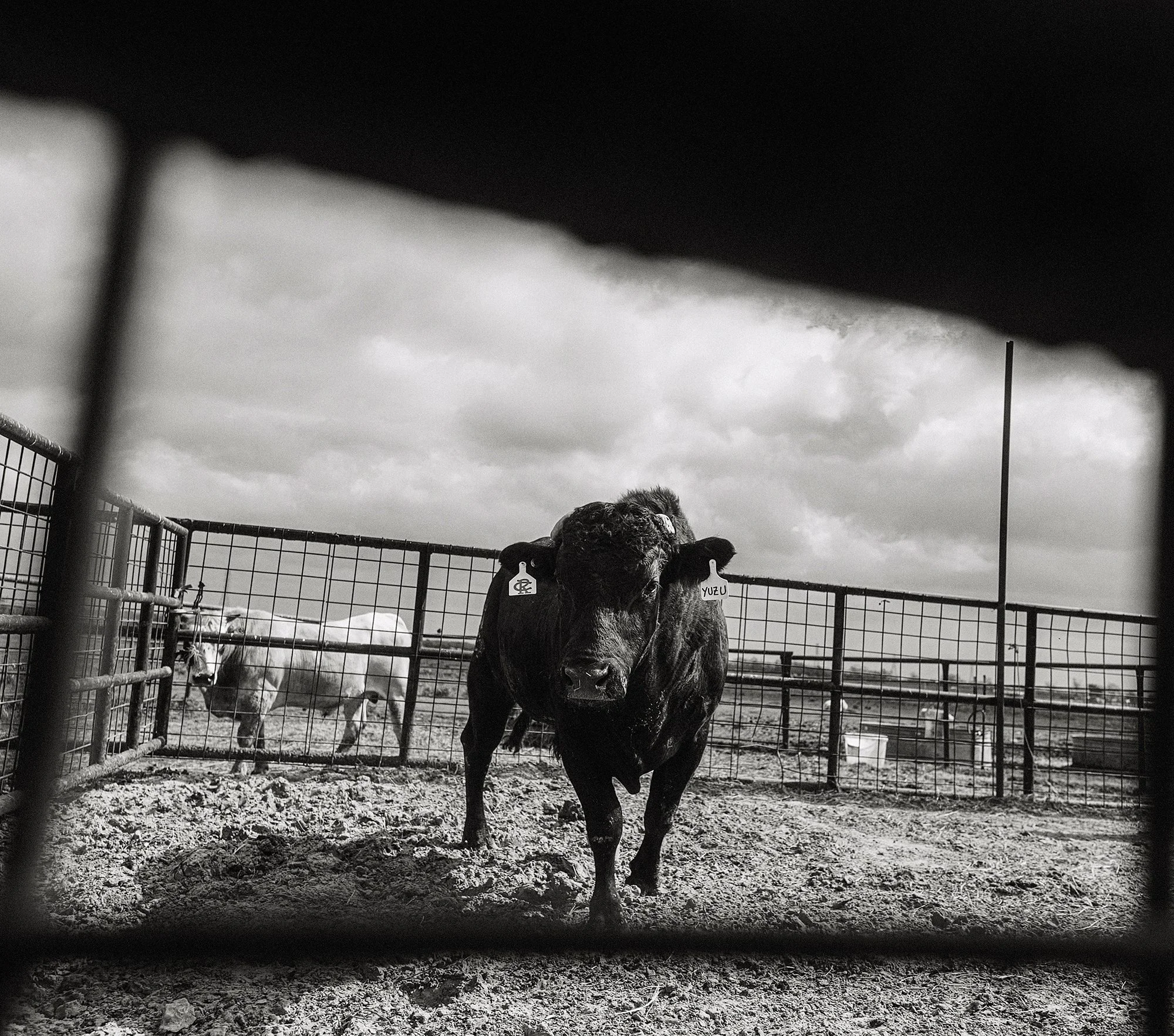 bull standing alone inside a fenced enclosure black and white