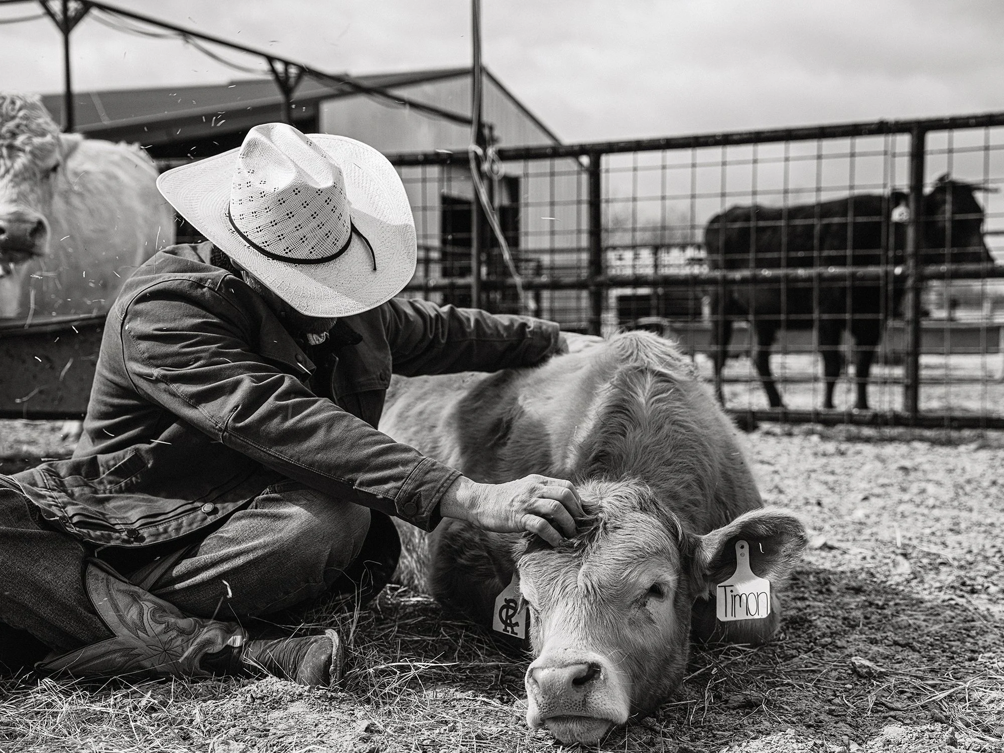 rancher working with a cow on the ground in a cattle pen black and white