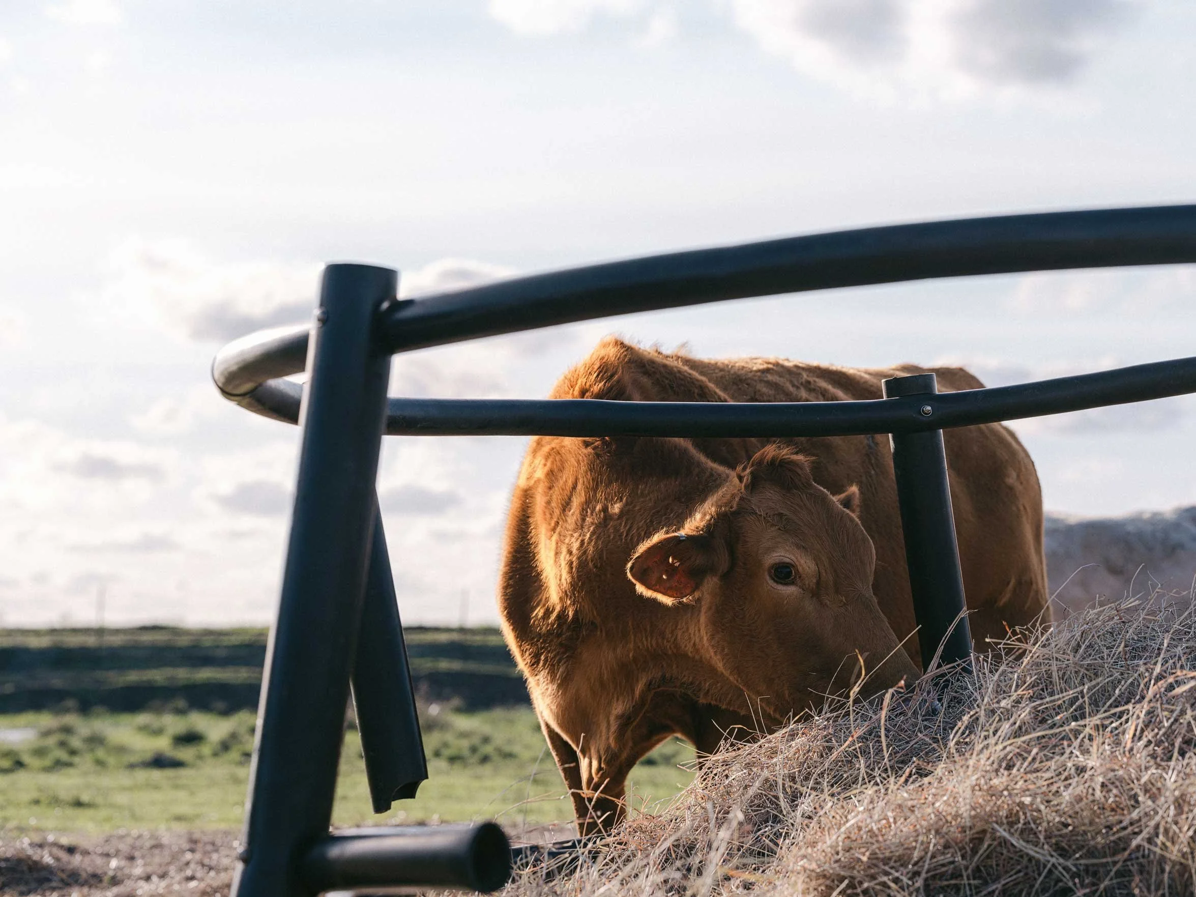 brown cow eating hay near a metal fence on a ranch