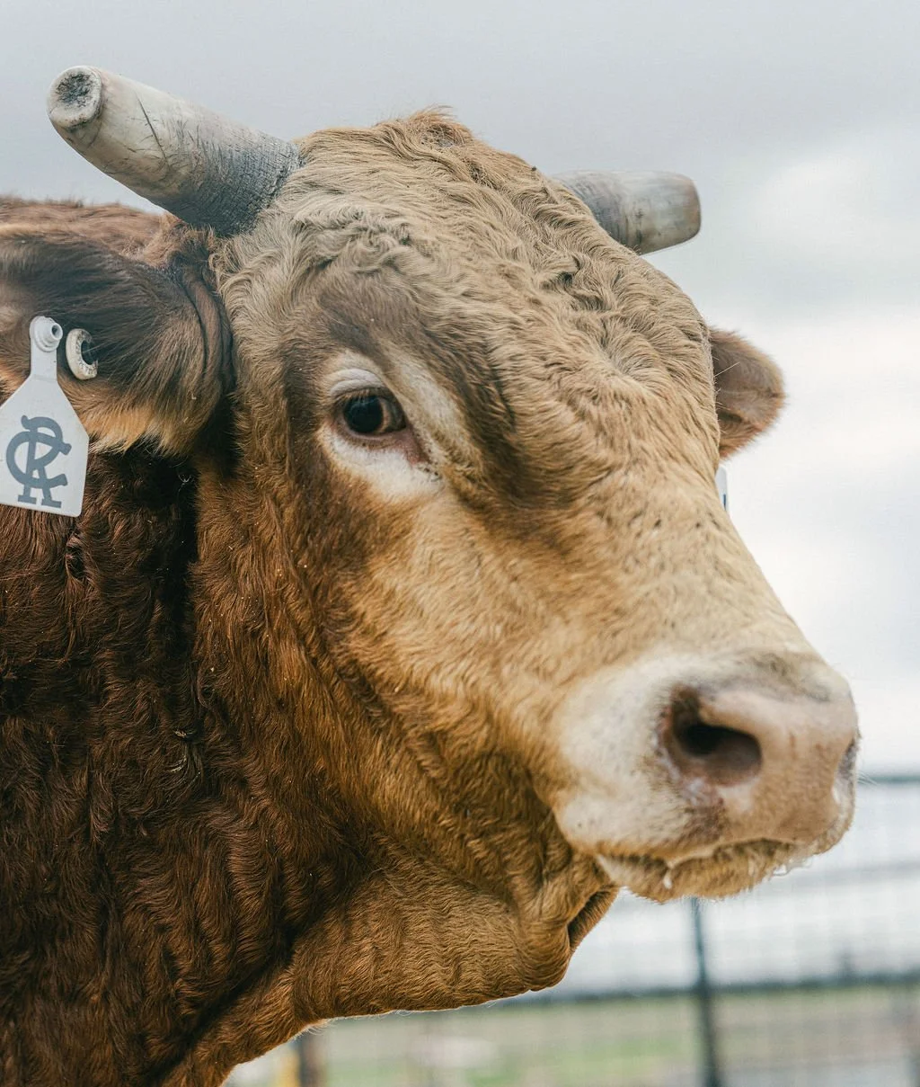 Close-up of a cow's face with curly brown and beige fur, prominent nostrils, and large black eyes, with one visible horn and a tag on its ear.