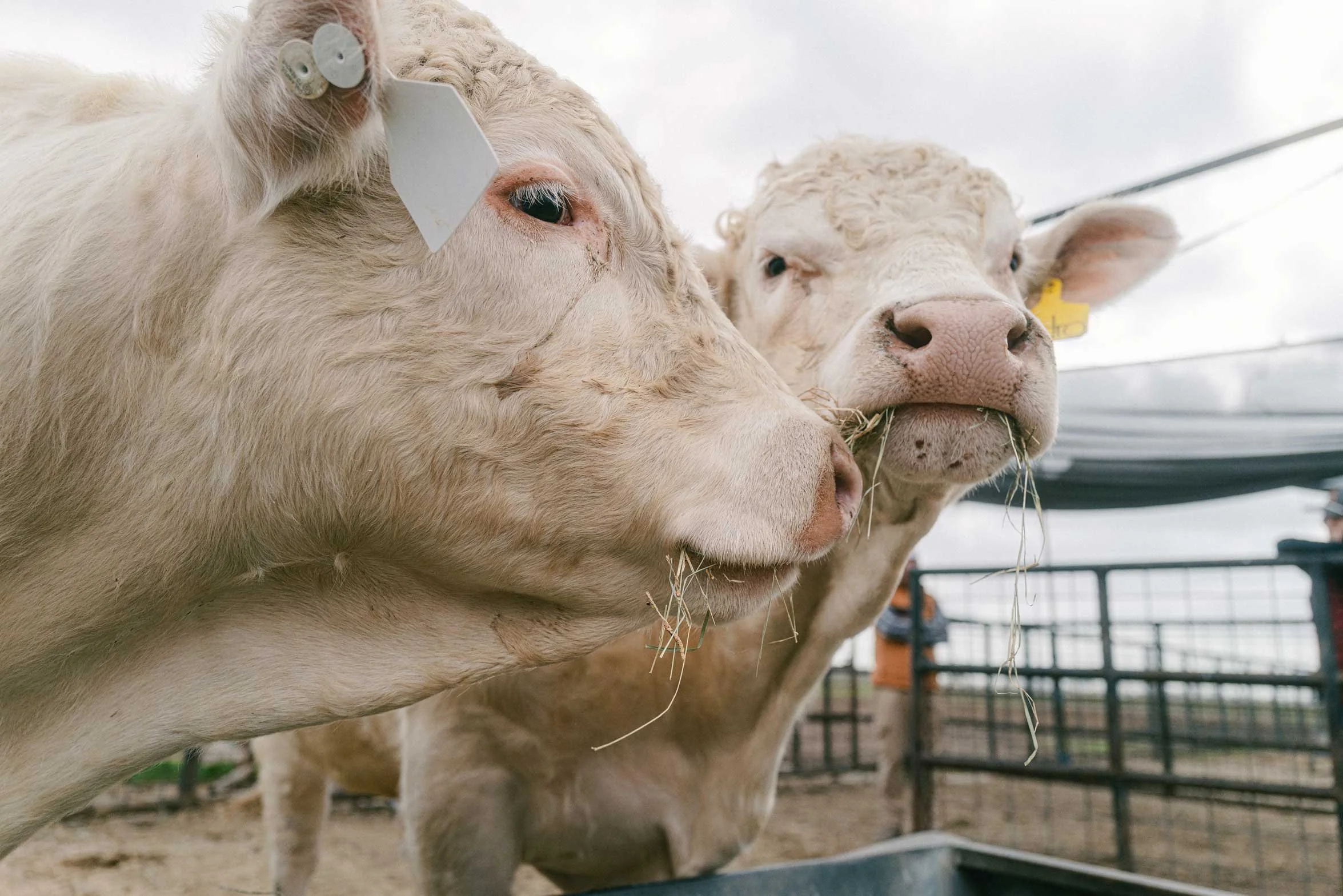 two cows eating grass from a trough in a pen