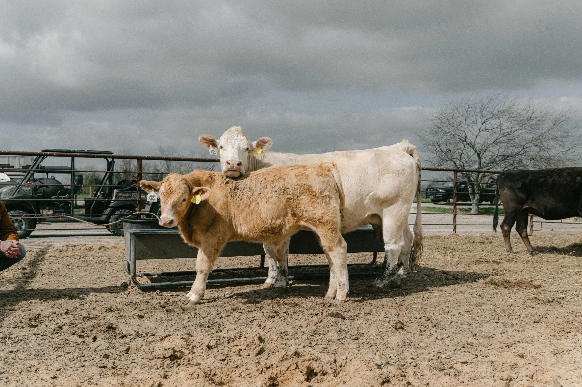 two cows standing in a sandy pen under a cloudy sky