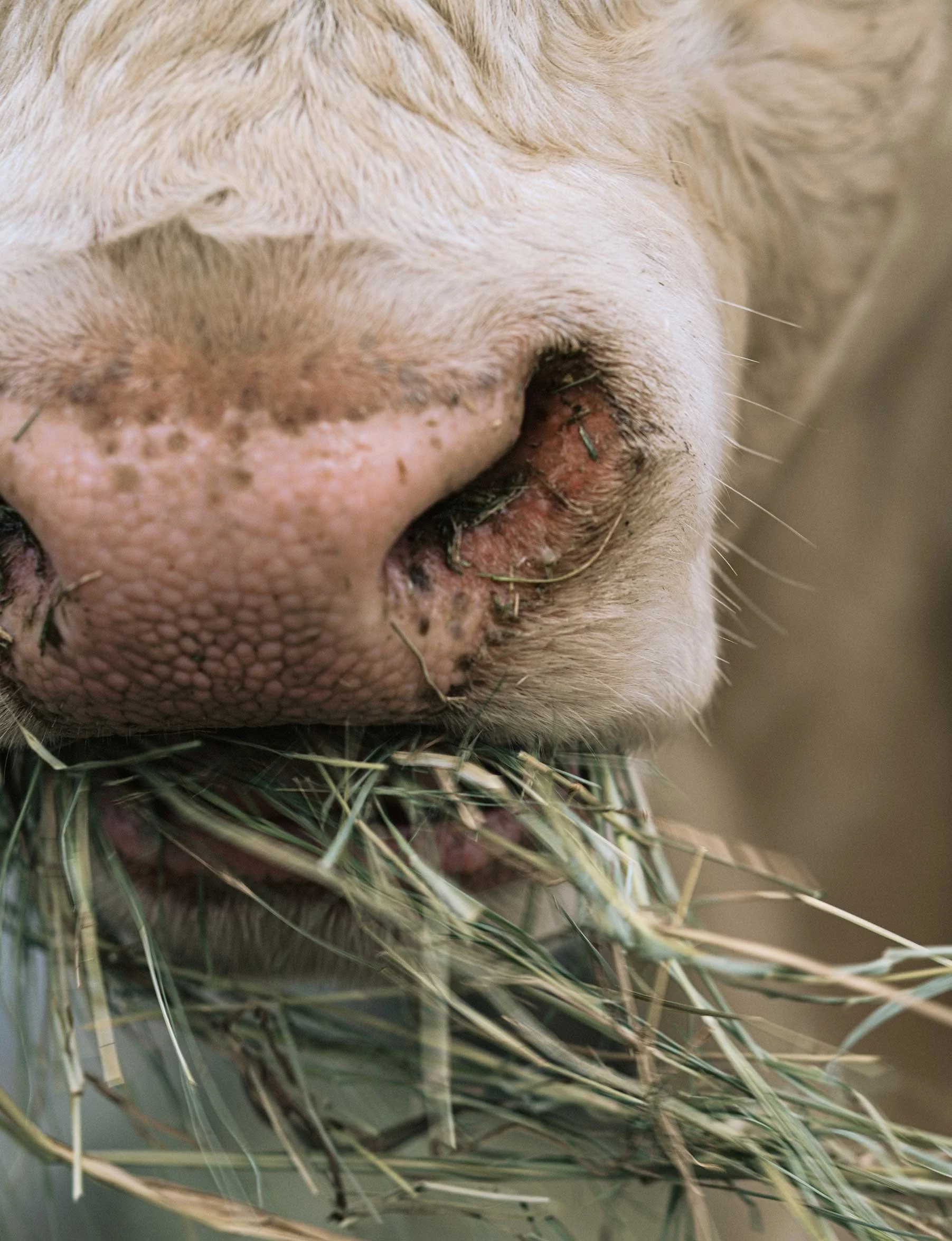 close up of a cow eating hay with visible nose and mouth