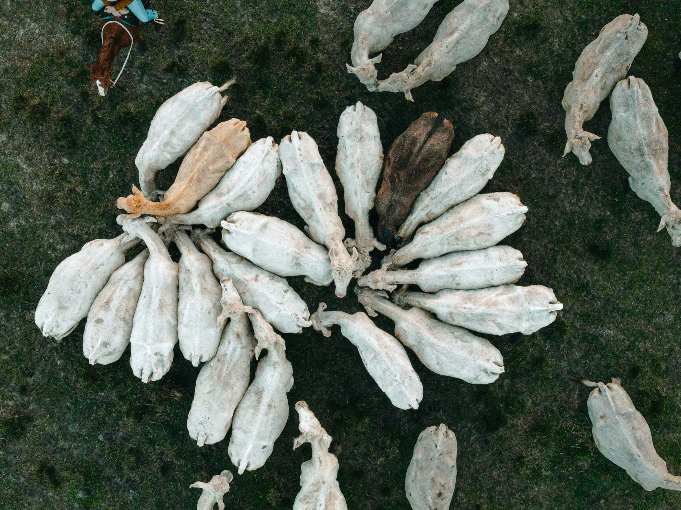 aerial view of cattle arranged in a circular formation in a field