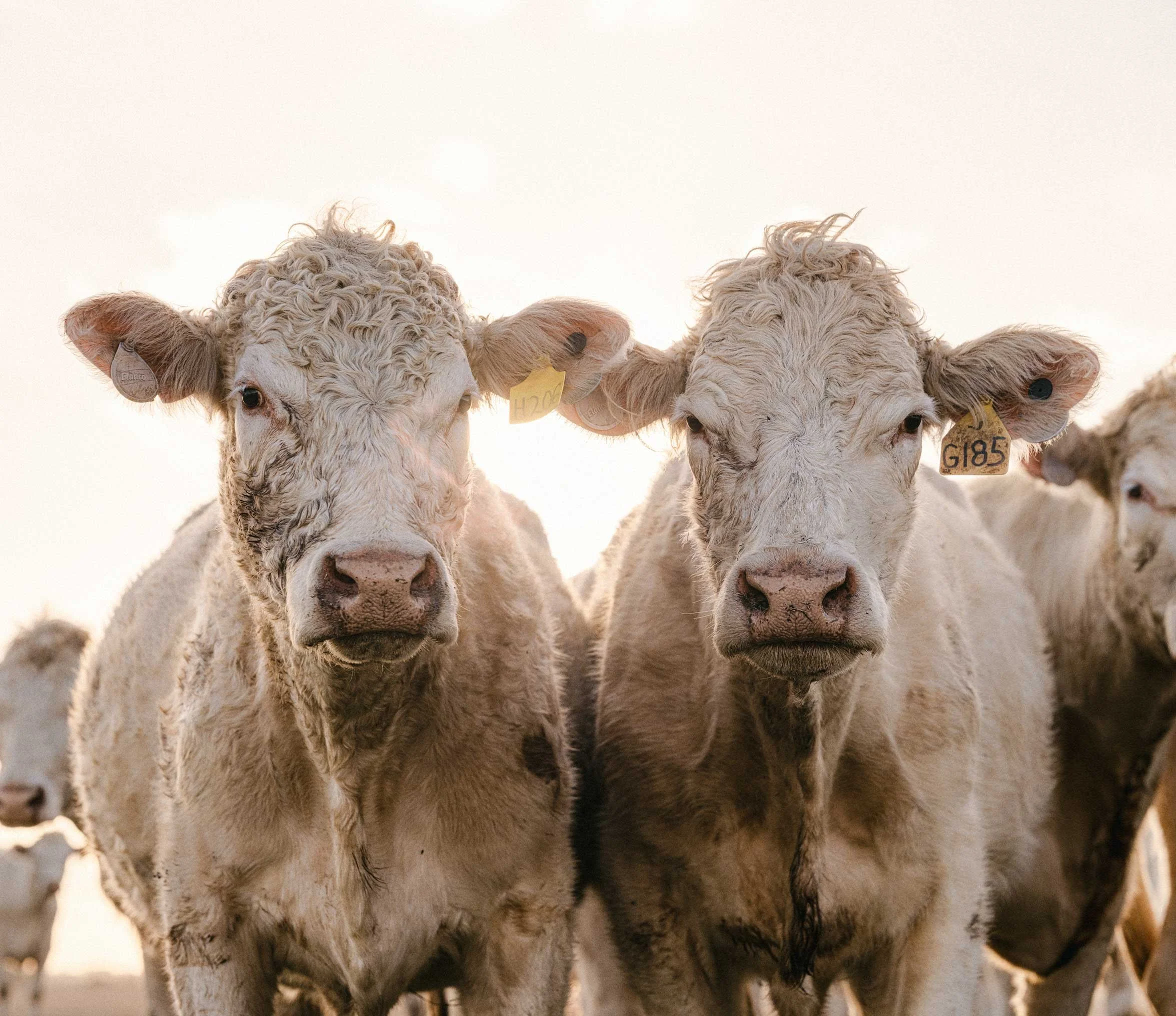 two cows standing close together facing the camera
