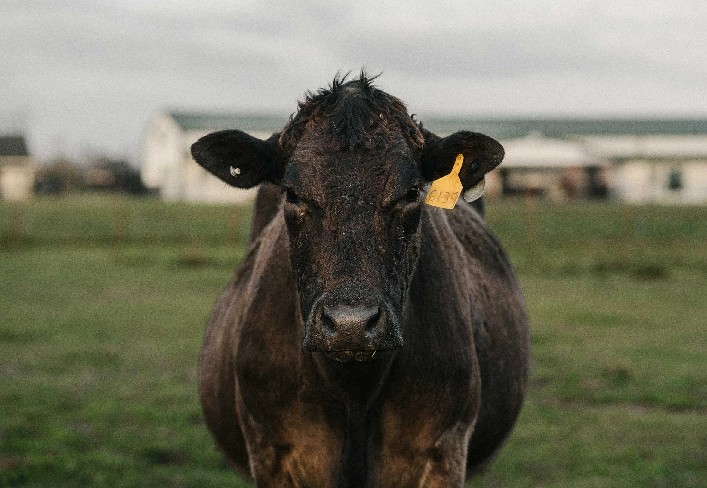 close up of a brown cow facing the camera in a field
