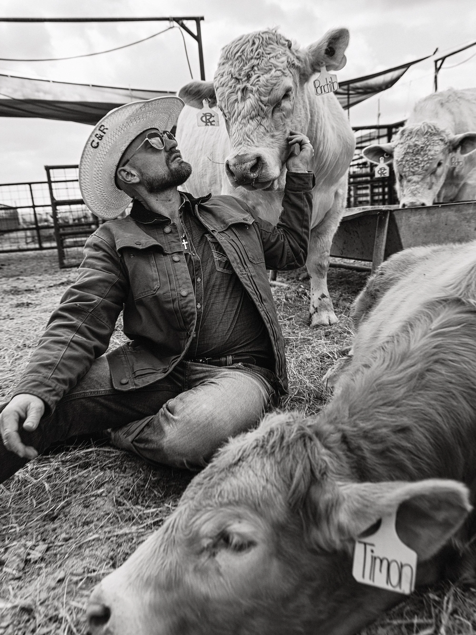 A man wearing sunglasses, a wide-brimmed hat, and a jacket, sitting on the ground, gently petting a large cow inside a farm or cattle yard. The cow is looking at the man with its head tilted slightly. There are other calves with tags on their ears in the background, one of which has the name 'Timon' on its tag.