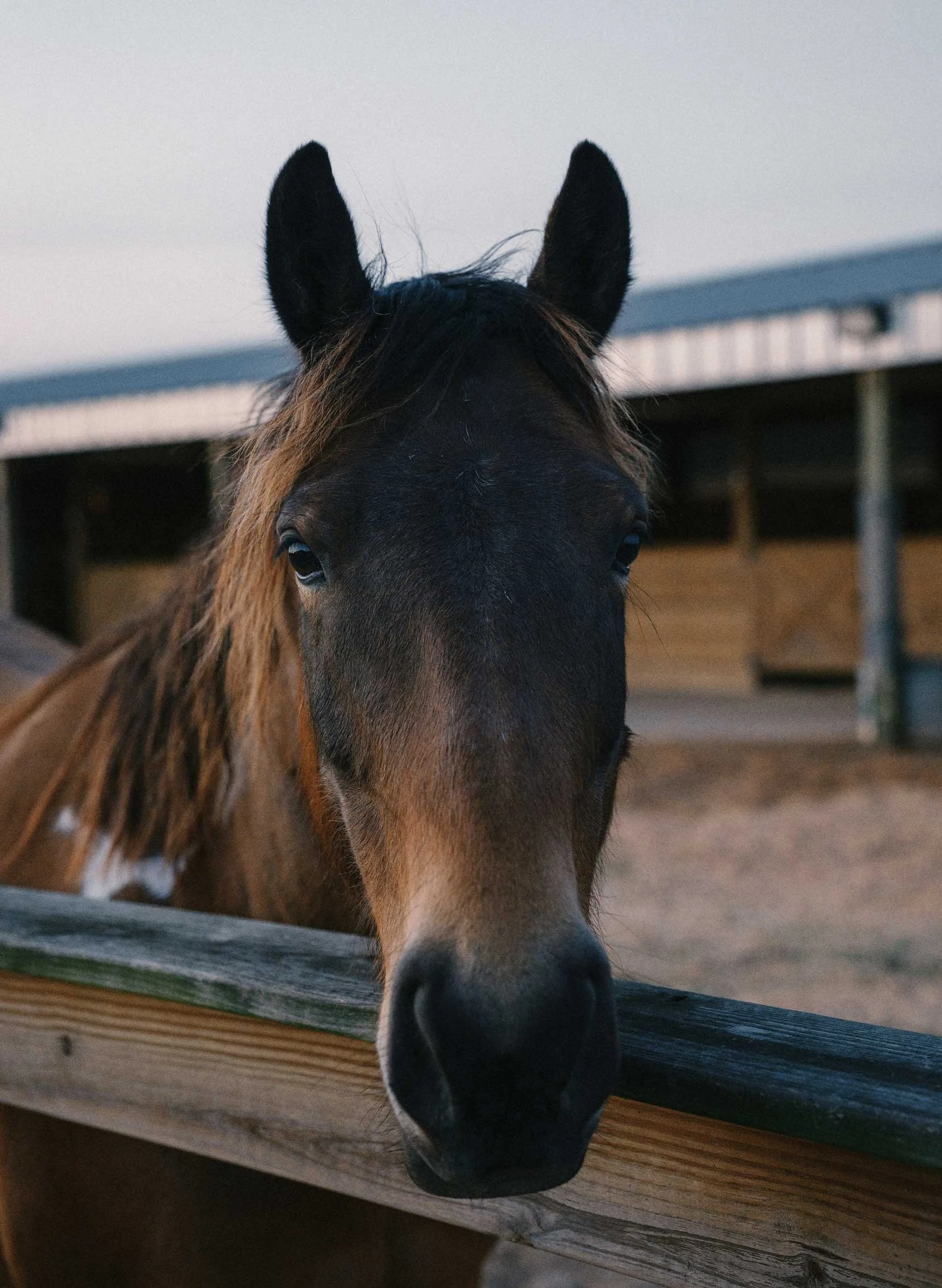 horse standing in a stable looking over a wooden fence