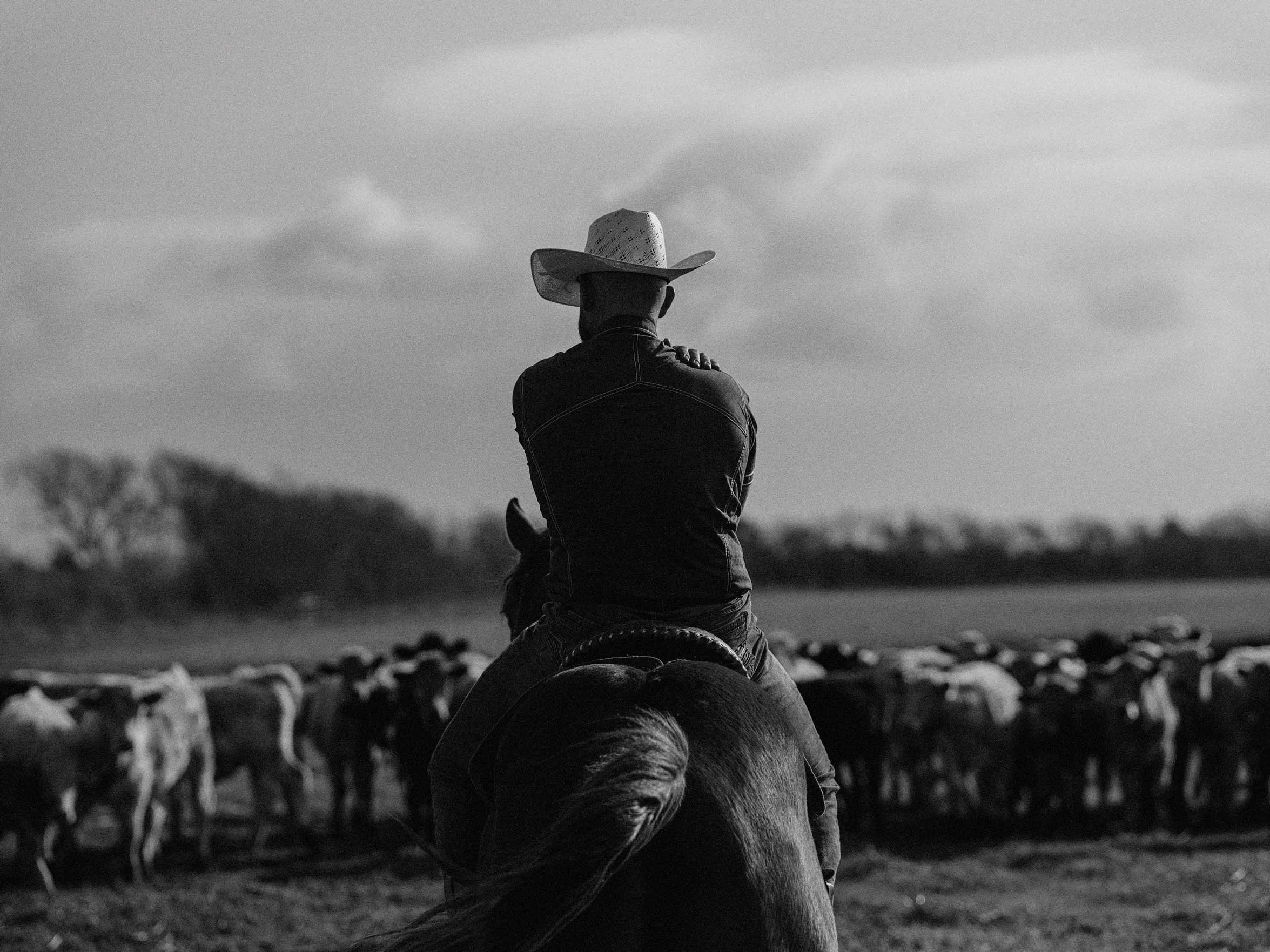 A person wearing a cowboy hat riding a horse, facing away, with a herd of cattle in the background on an open field under a cloudy sky.