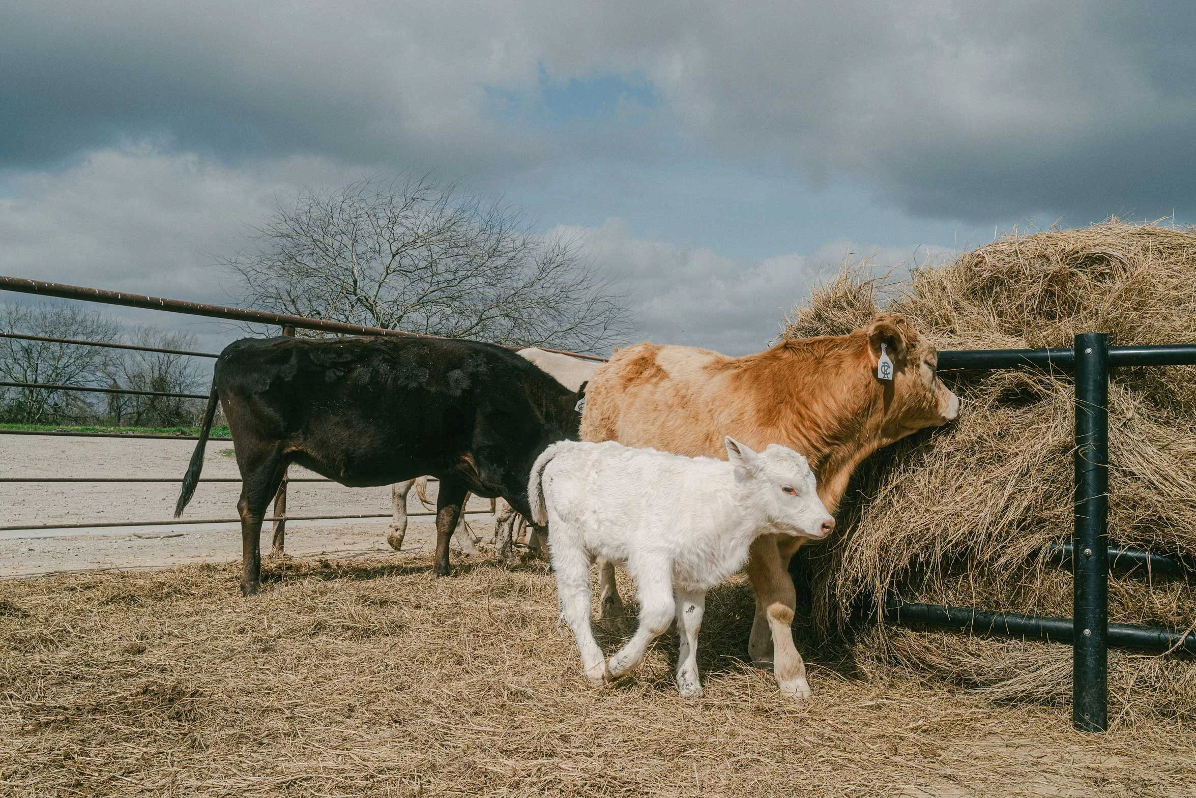 cows and calf standing in a dirt field near hay