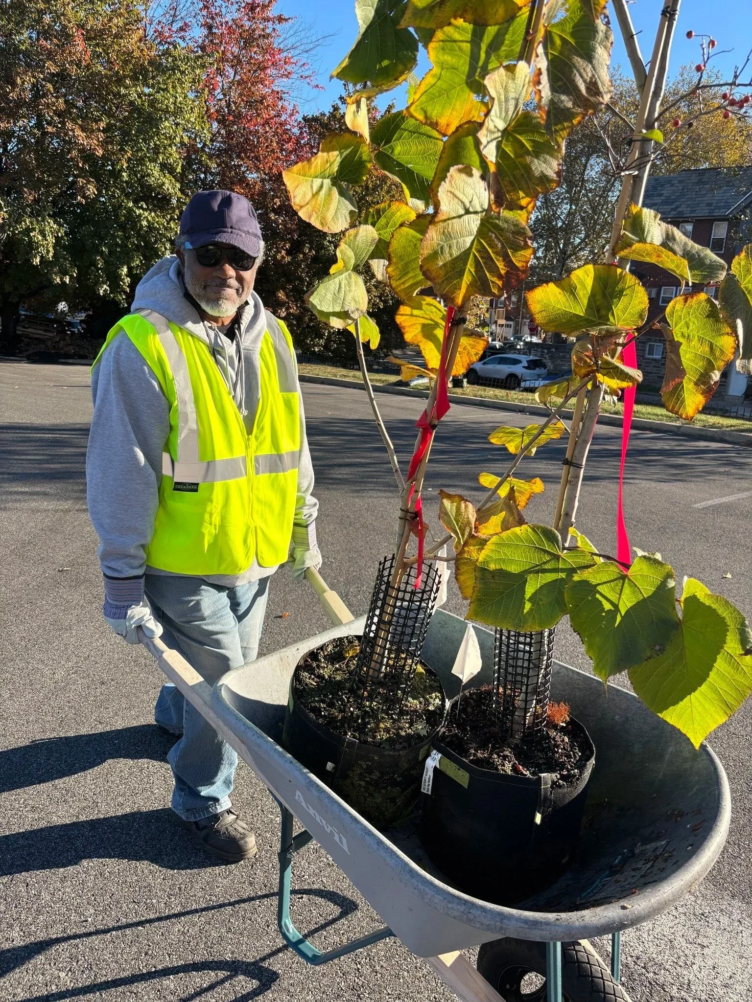 A man in a reflective yellow safety vest, sunglasses, a cap, and gloves pushing a wheelbarrow with two large potted plants, in a parking lot with trees and cars in the background on a sunny day help with The Tree of Life Project.