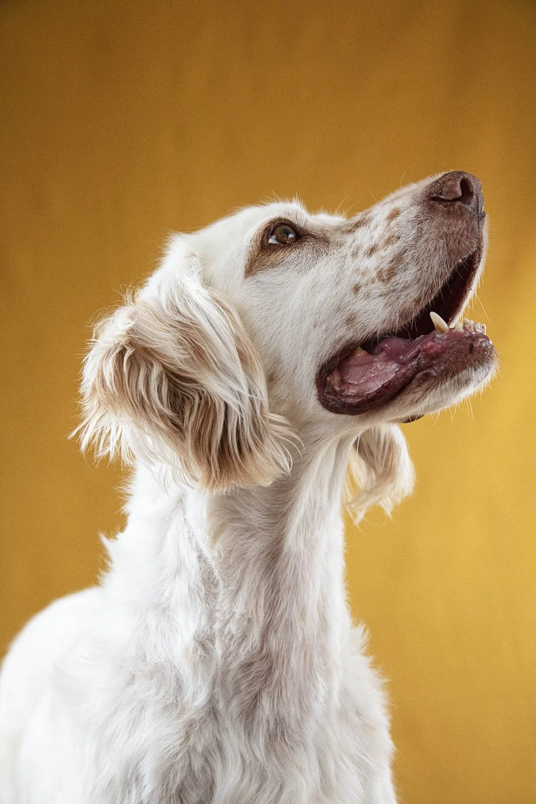 Cane bianco con orecchie marroni e occhi azzurri, con sfondo giallo