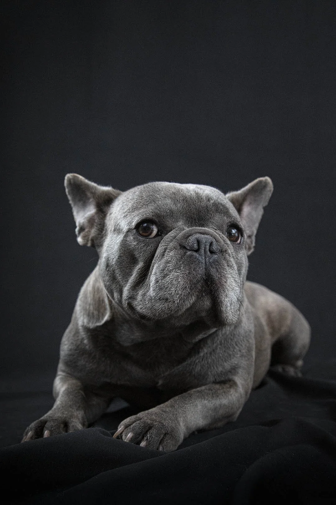 Cane Bulldog grigio sdraiato su sfondo nero