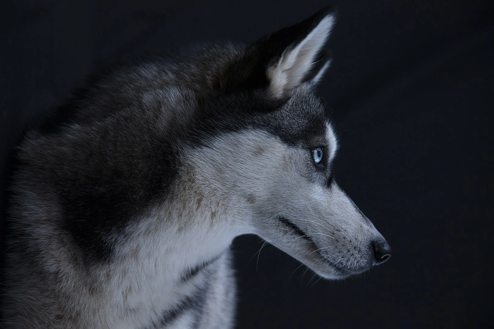 Primo piano di un alaskan husky con sfondo nero.