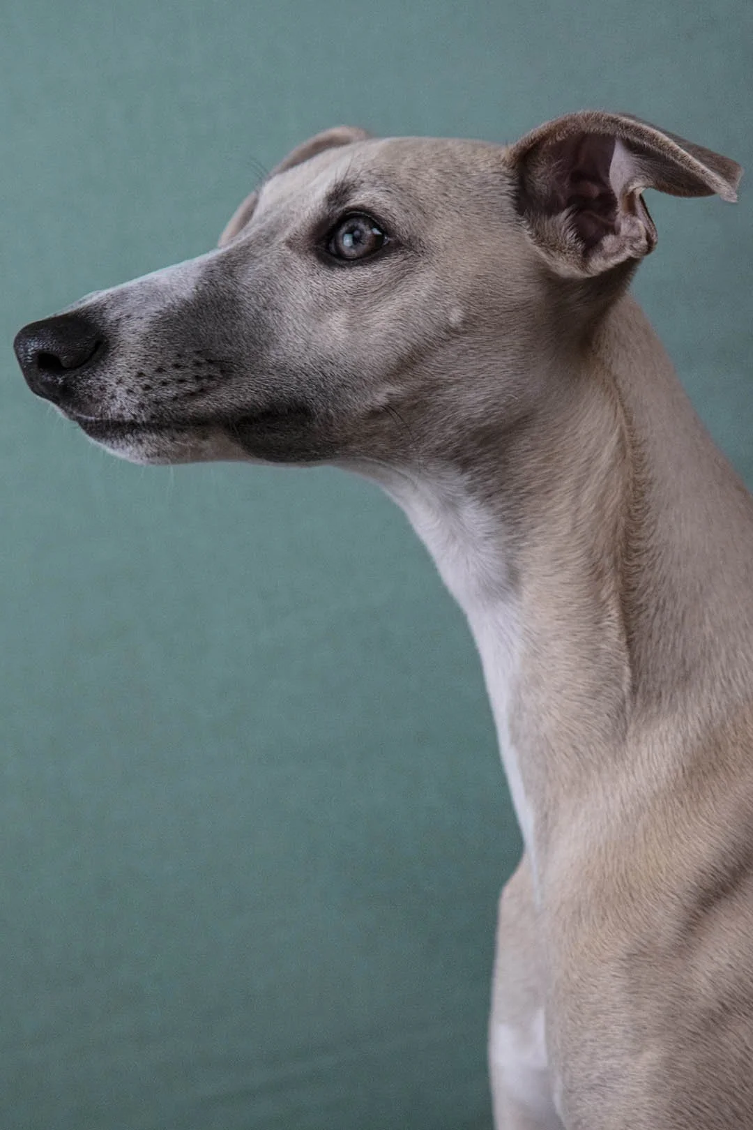 Ritratto di un cane di razza Whippet, con pelo corto e colore sabbia, che osserva verso sinistra con sfondo verde.