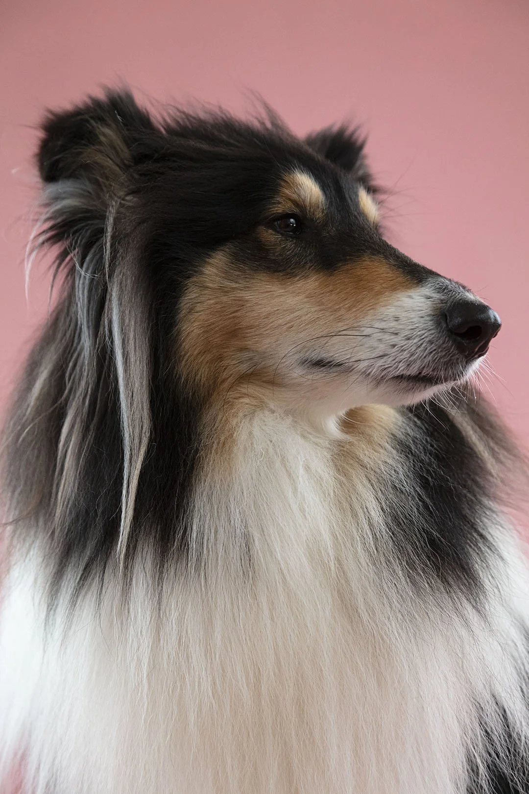 Ritratto di un collie con pelo lungo e colorato contro uno sfondo rosa.