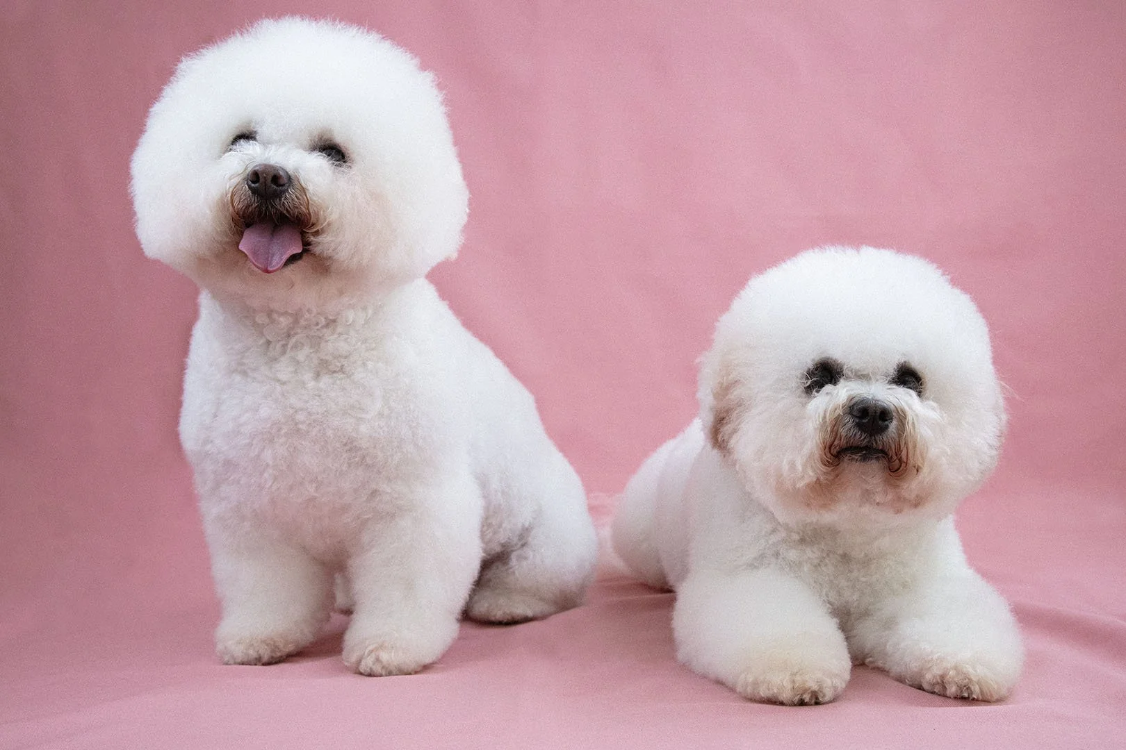 Due cani di razza barboncino bianco con pelliccia ben curata, uno è seduto e l'altro sdraiato su uno sfondo rosa.