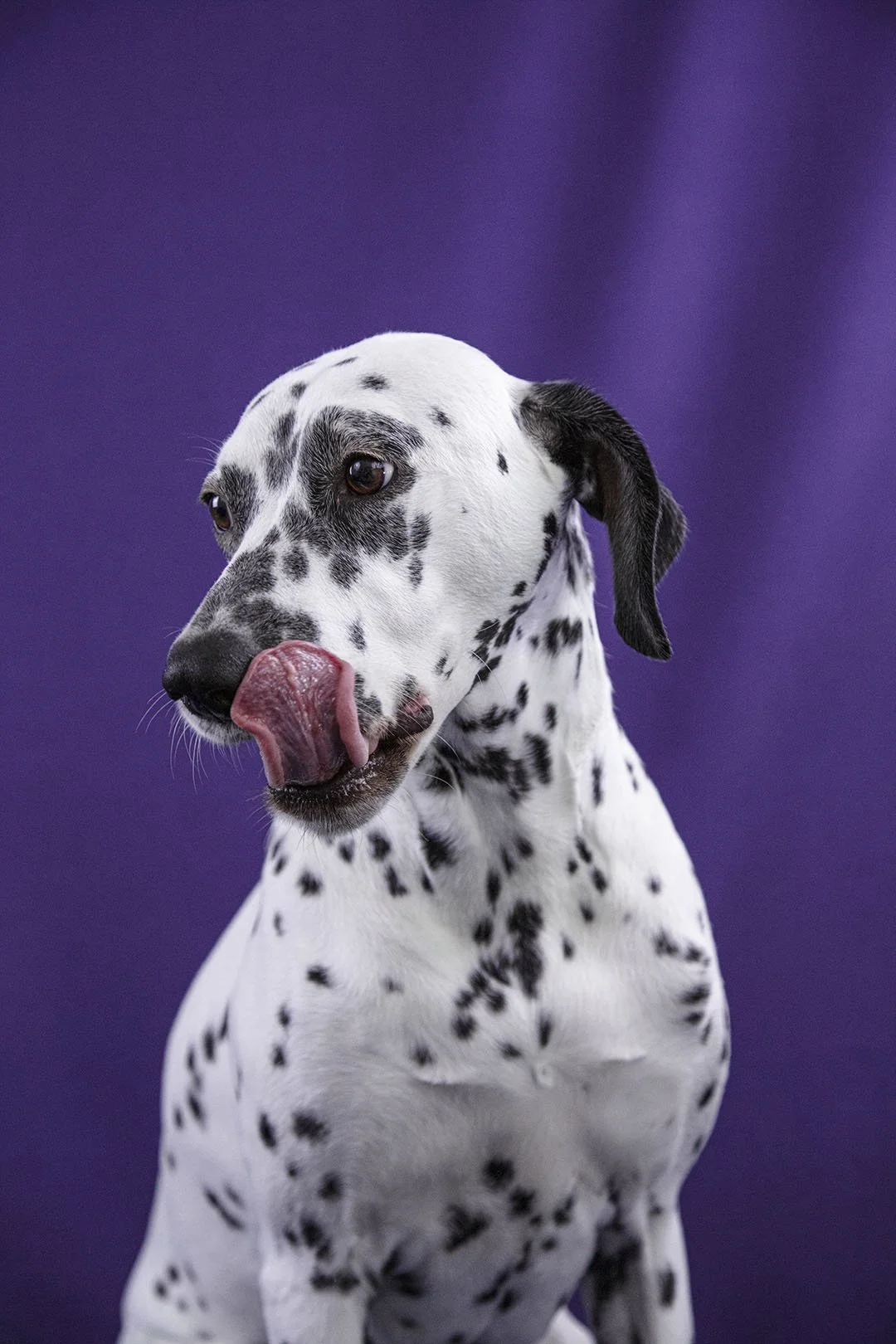 Un levriero dálmata con il muso rivolto verso sinistra che si lecca il naso, con uno sfondo viola.