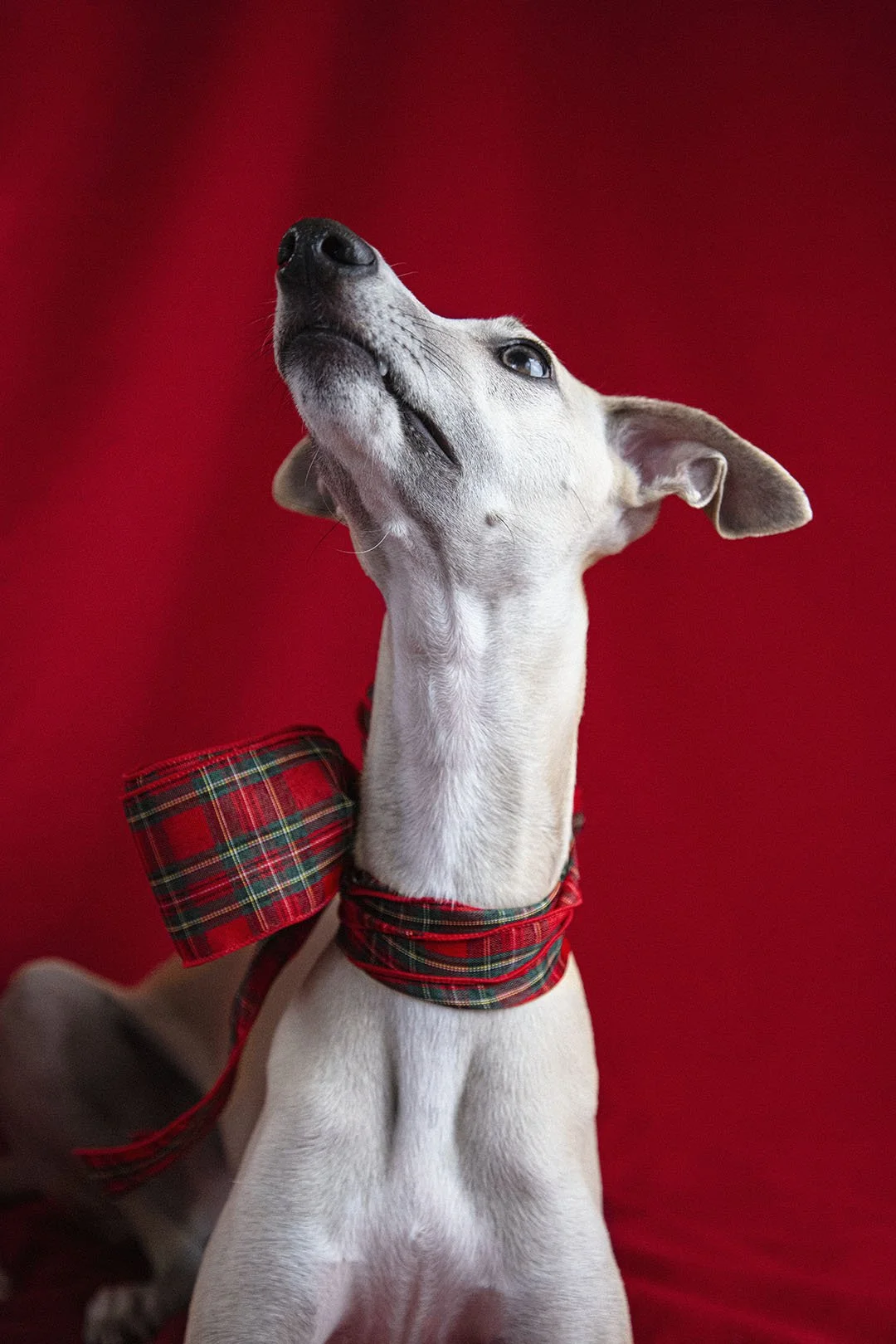 Christmas Studio Vibes: A Whippet Duo On Set