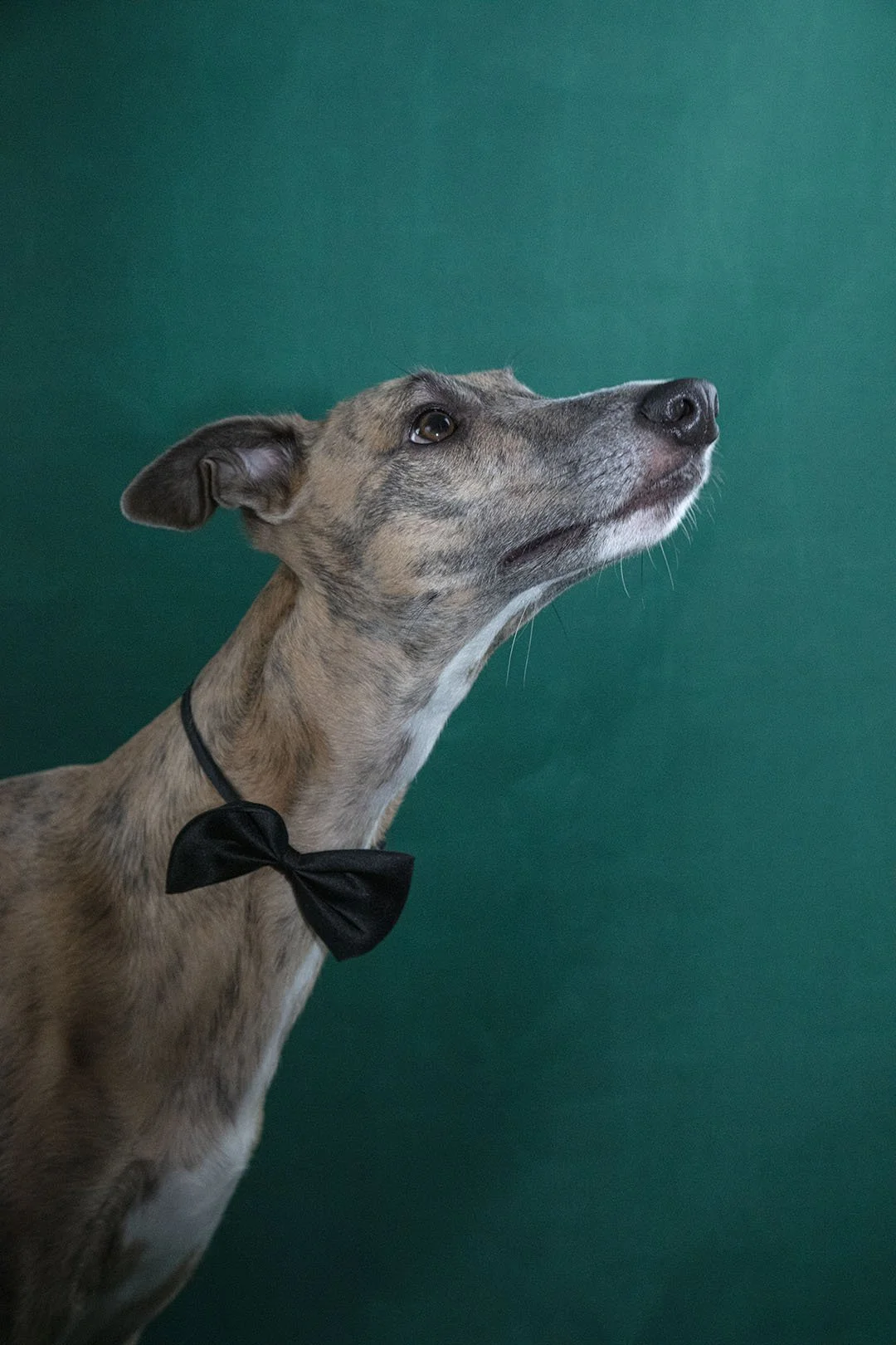 Cane con un papillon nero contro uno sfondo verde.