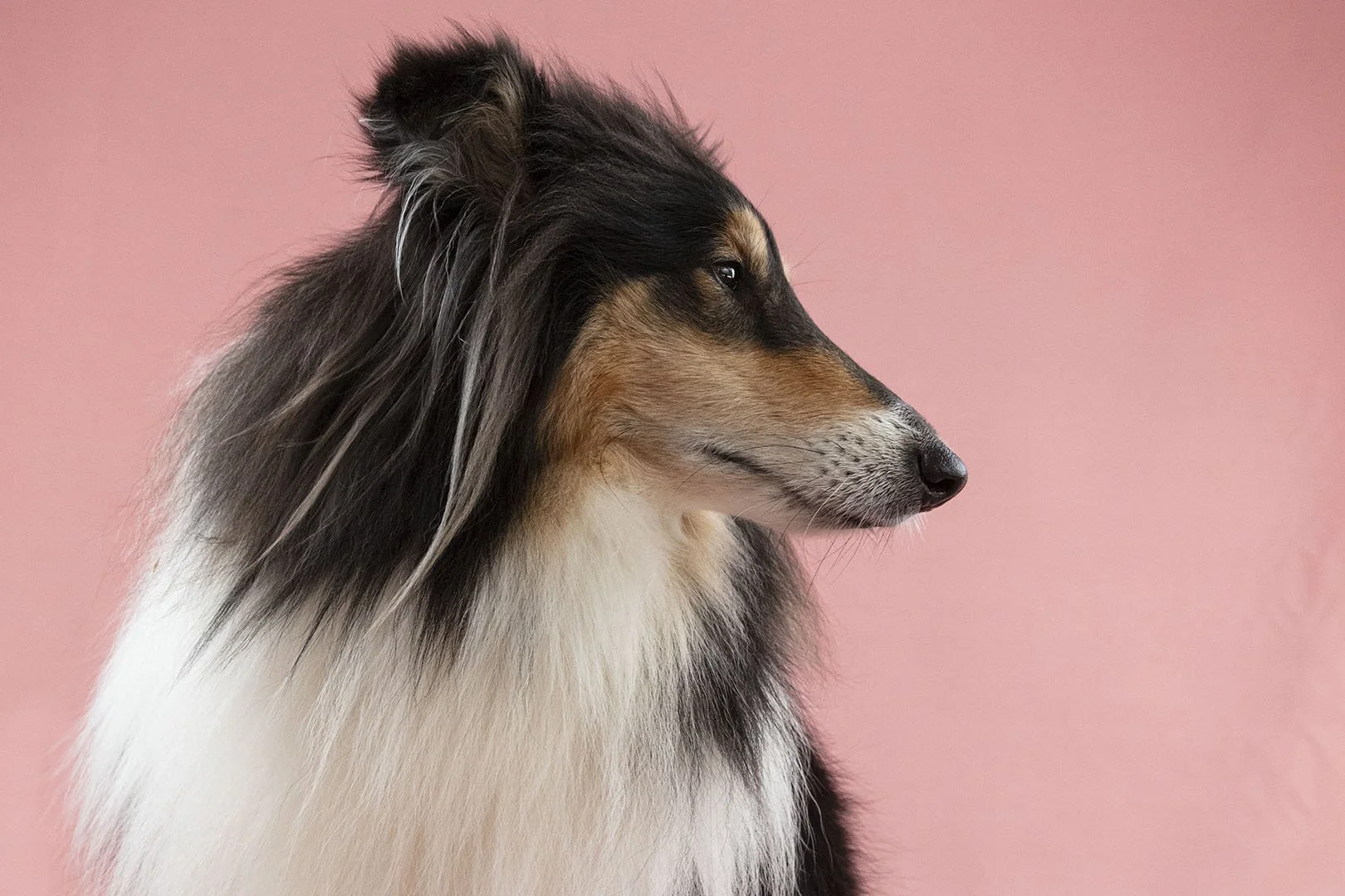 Primo piano di un cane Border Collie con il muso rivolto di lato, sfondo rosa.