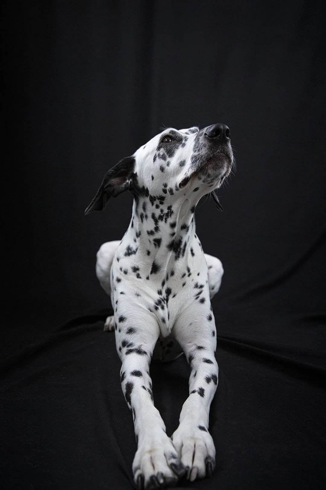 Cane Dalmata sdraiato su uno sfondo nero, con lo sguardo rivolto verso l'alto.