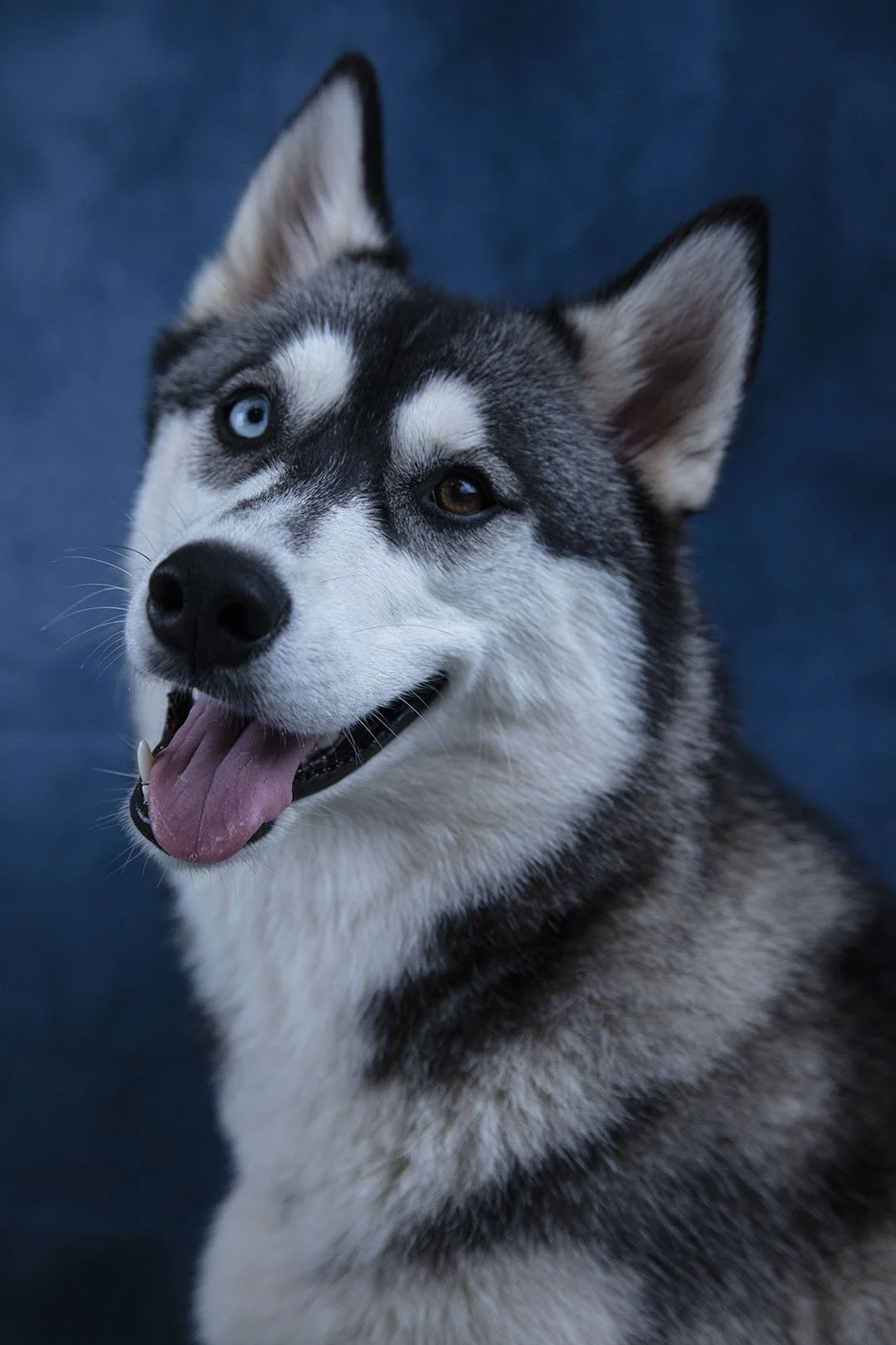 Un husky con occhio azzurro e l'altro castano, testa inclinata, lingua di fuori, sfondo blu.