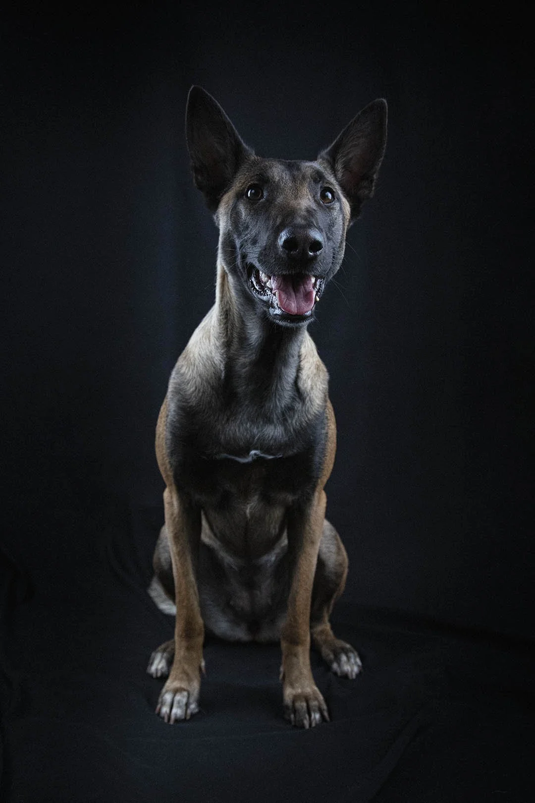 Cane con pelo corto, colore marrone e nero, seduto su sfondo nero, che sorride verso la fotocamera.