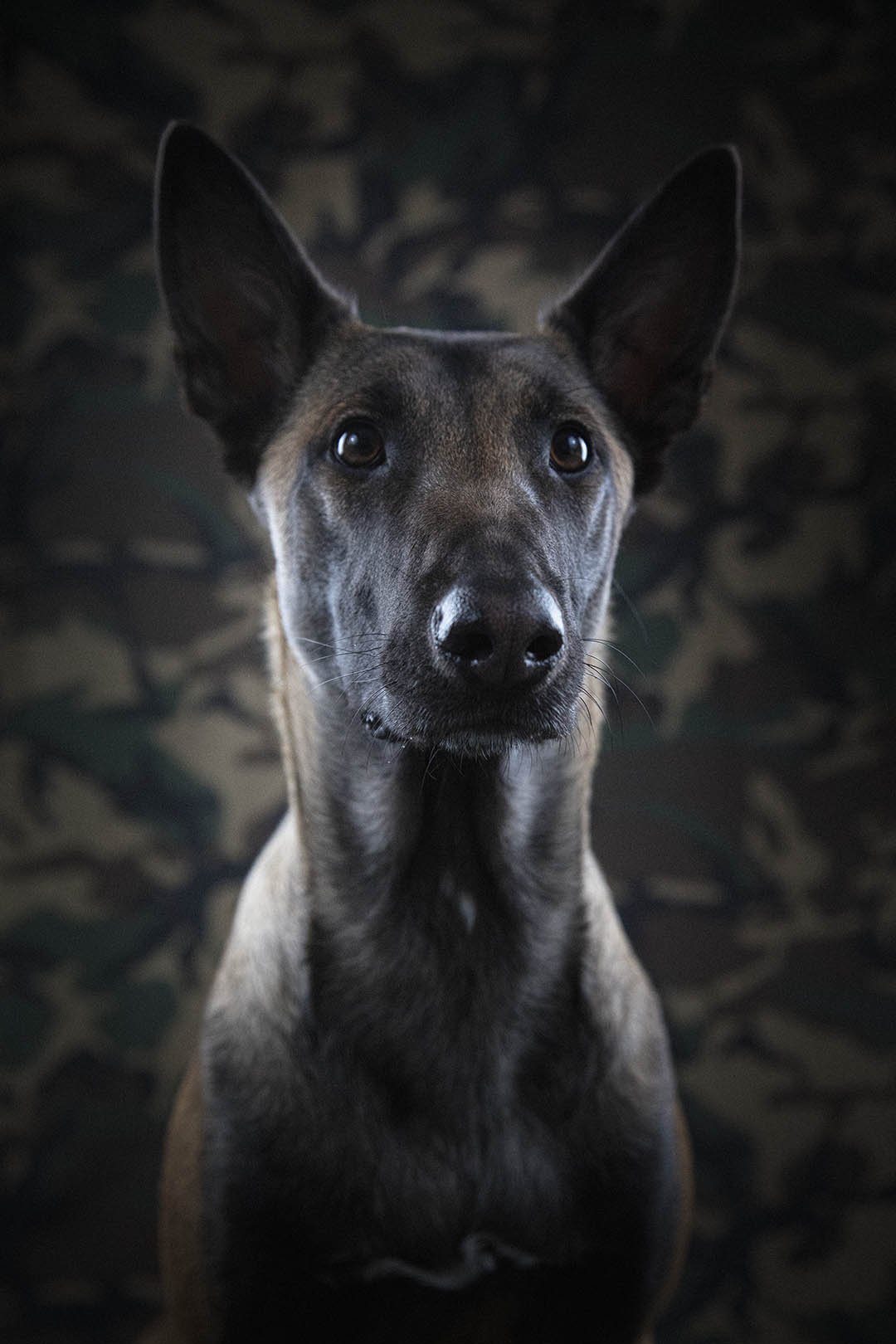 Ritratto di un cane con orecchie erette su uno sfondo a motivo mimetico.