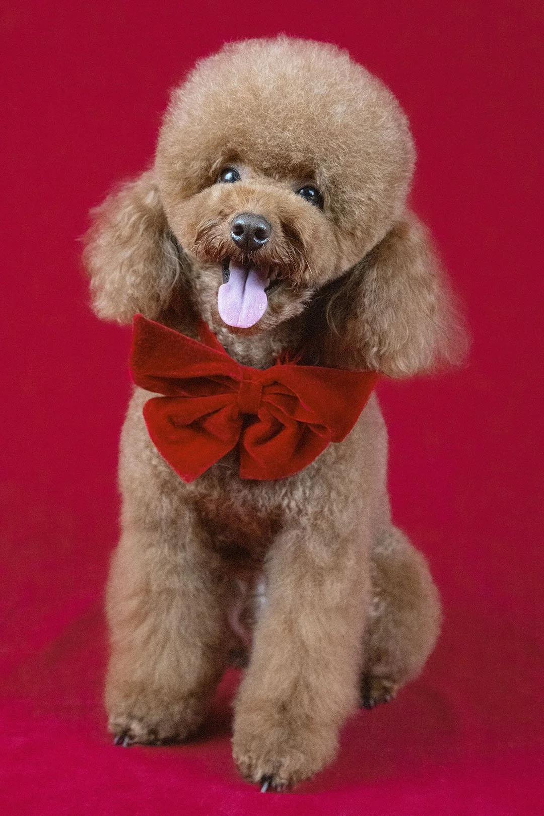 Cane di razza barboncino con pelo riccio, indossa un fiocco rosso e sorride con lingua fuori, sfondo rosso.