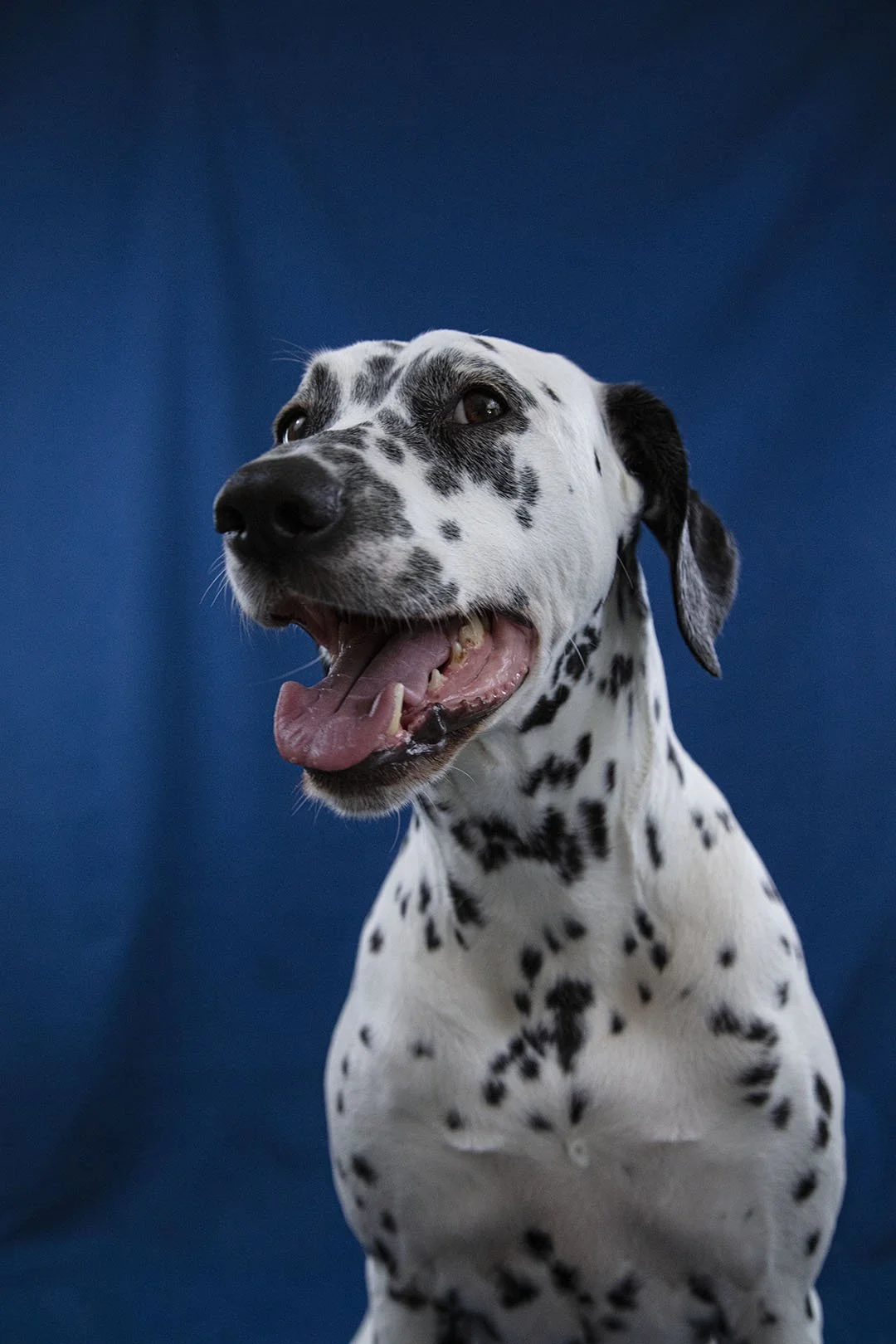 Cane Dalmatian con macchie nere e bianche, che sorridendo mostra i denti, contro uno sfondo blu.