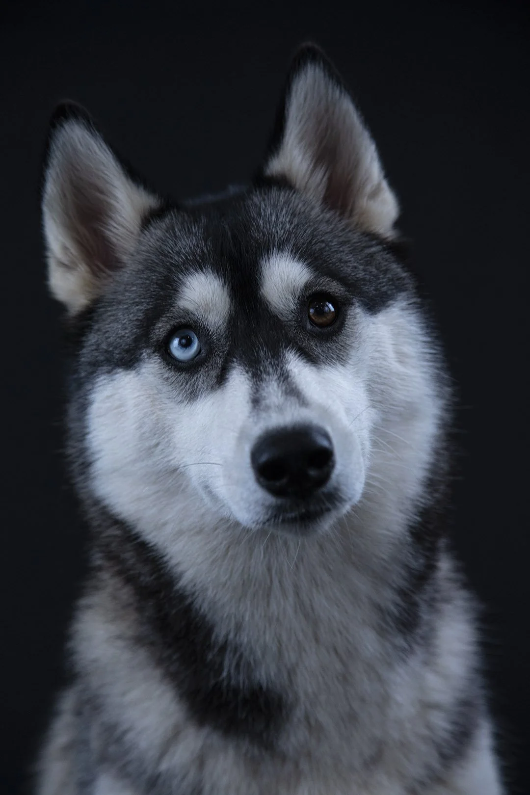 Cane husky con occhi di colore diverso, uno blu e uno marrone, su sfondo nero.