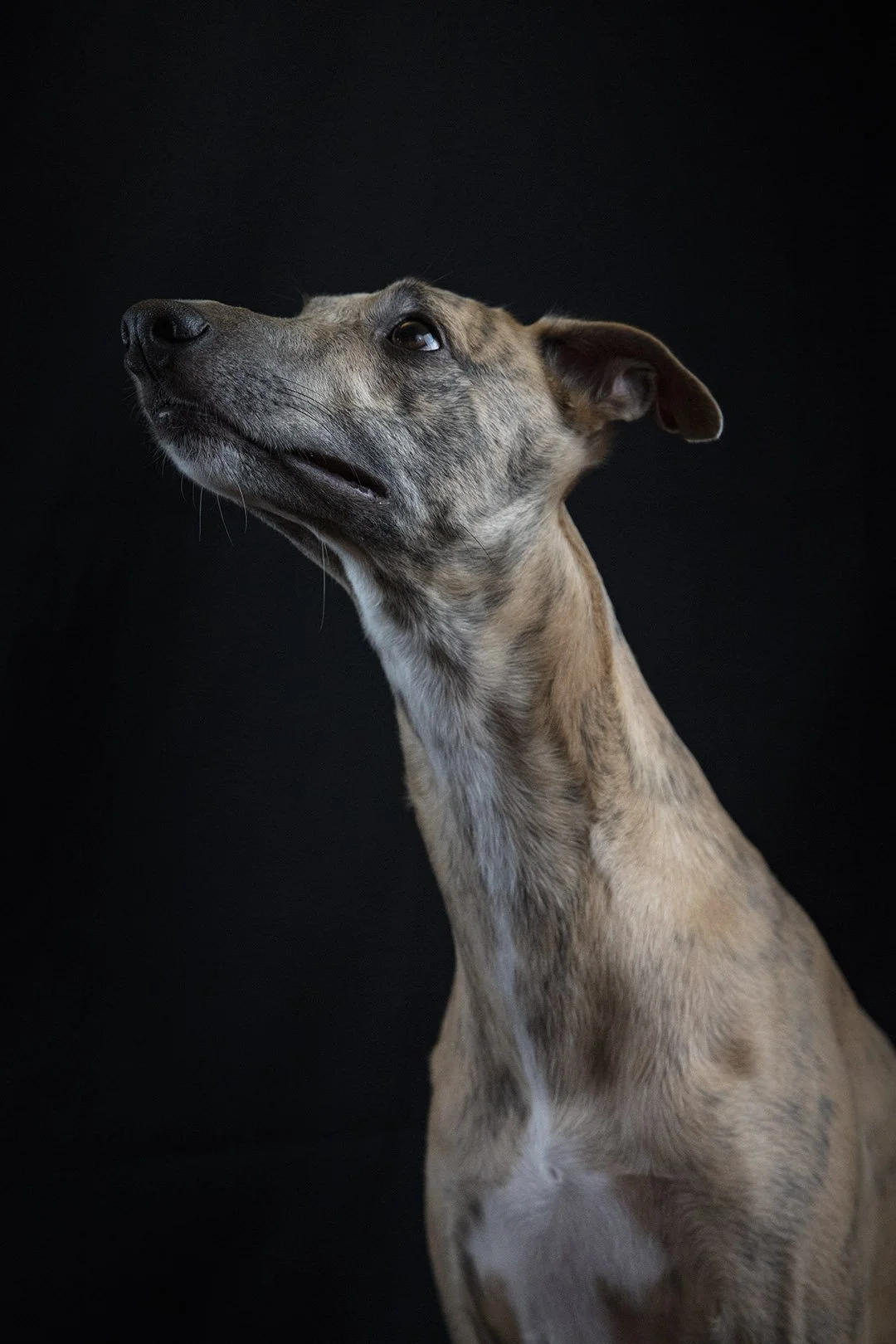 Ritratto di un cane con manto tigrato su sfondo nero.