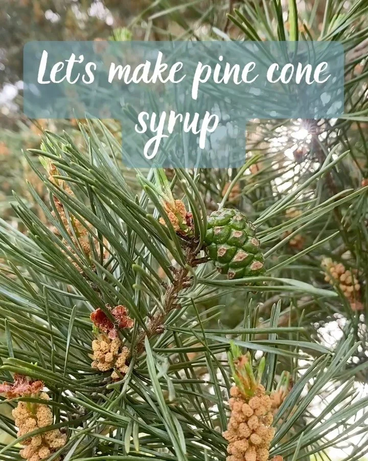 🌿FORAGER&rsquo;S WEEKLY #1 

Mugolio Syrup 🍯 

This week&rsquo;s recipe is one of my favourite wild creations &mdash; mugolio syrup. A dark, rich syrup traditionally made by fermenting young pine cones with sugar over time. The result tastes resino